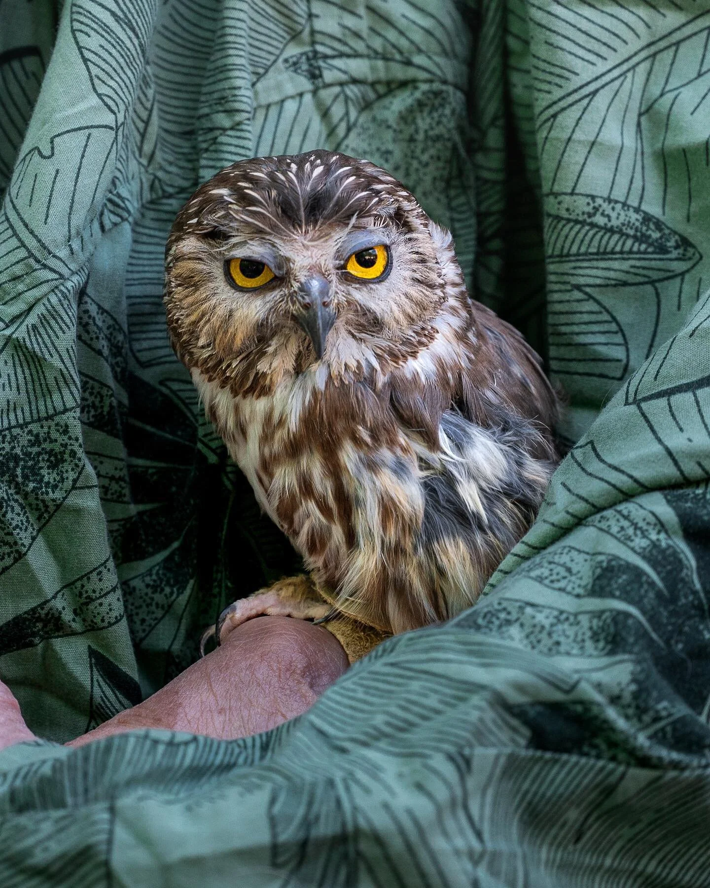 Had a great time at the @hcnaturectr this morning for the, &ldquo;Birds of Prey&rdquo; presentation! #birdsofprey #nature #naturecenter #michigan #nikonz6ii