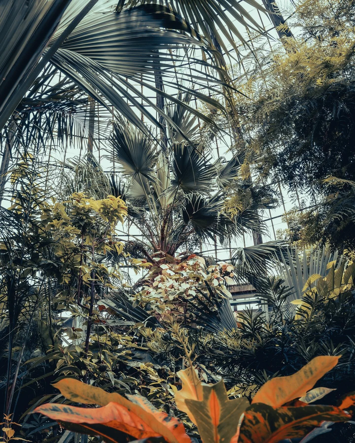 First time checking out the @annascrippswconservatory and it won&rsquo;t be the last. Incredible! #annascrippswhitcombconservatory #belleisle #detroit #mistateparks #michigan #nikonz6ii