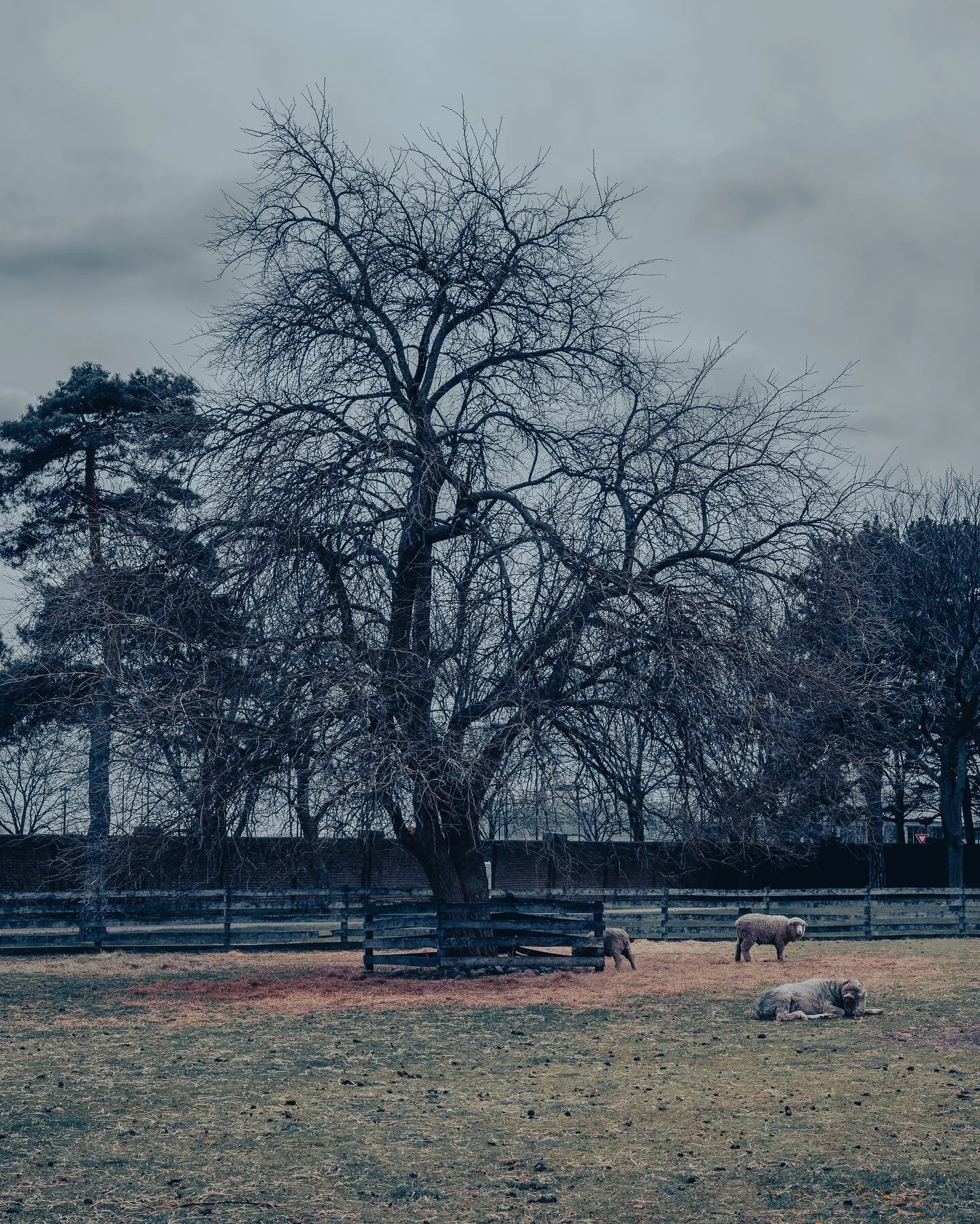 Who doesn&rsquo;t love a good barnyard scene&hellip;especially when one is from Huron County. #sheep #barnyard #michigan #michiganphotographer