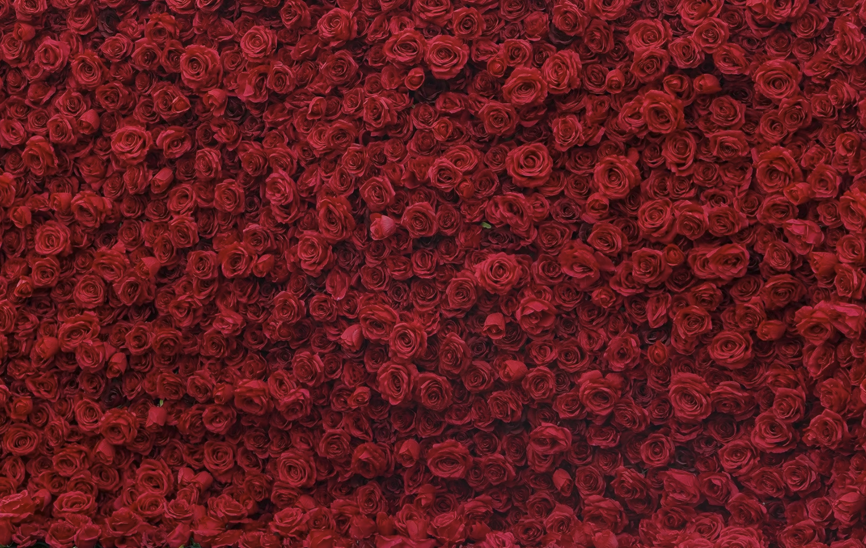red rose flower wall weddings nyc 
