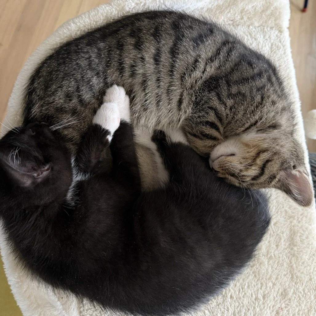 Peeta and Bootsy.jpg