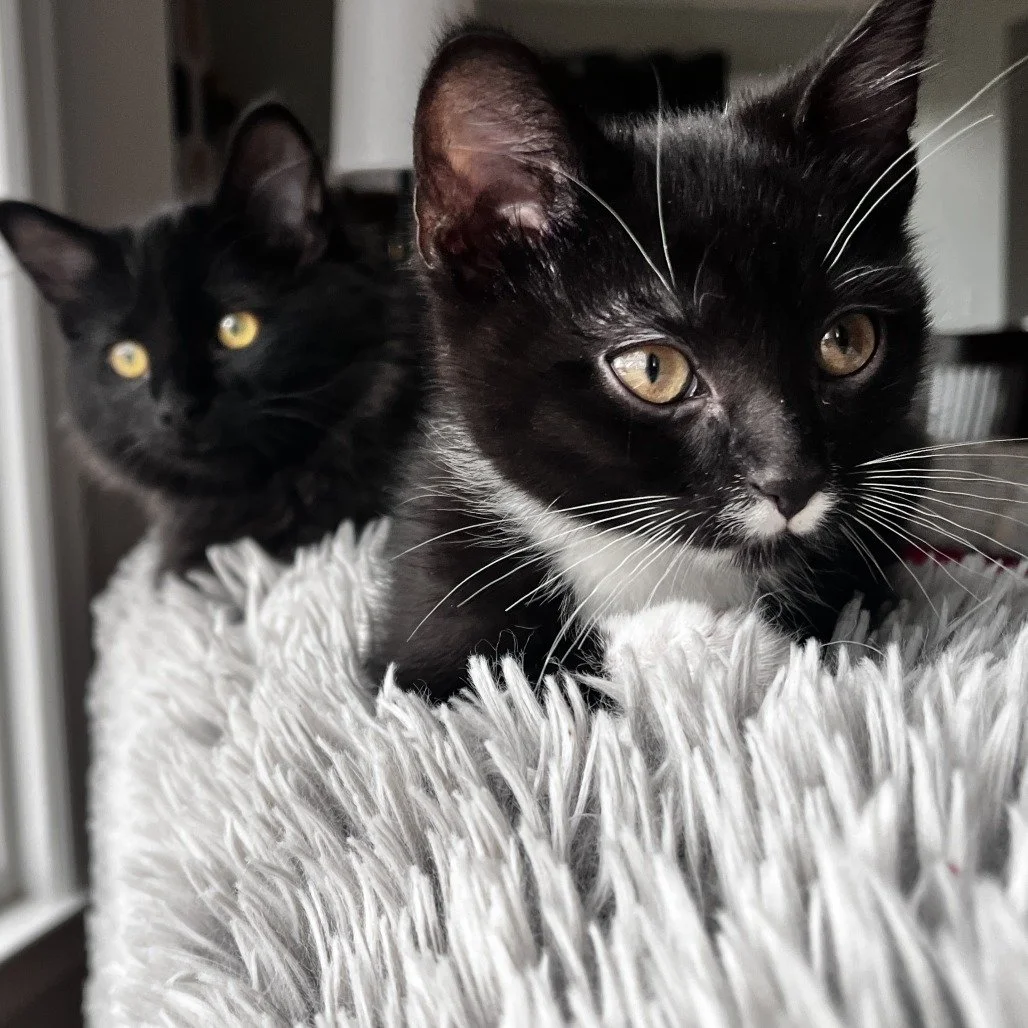 Nebula and Gladys.jpg