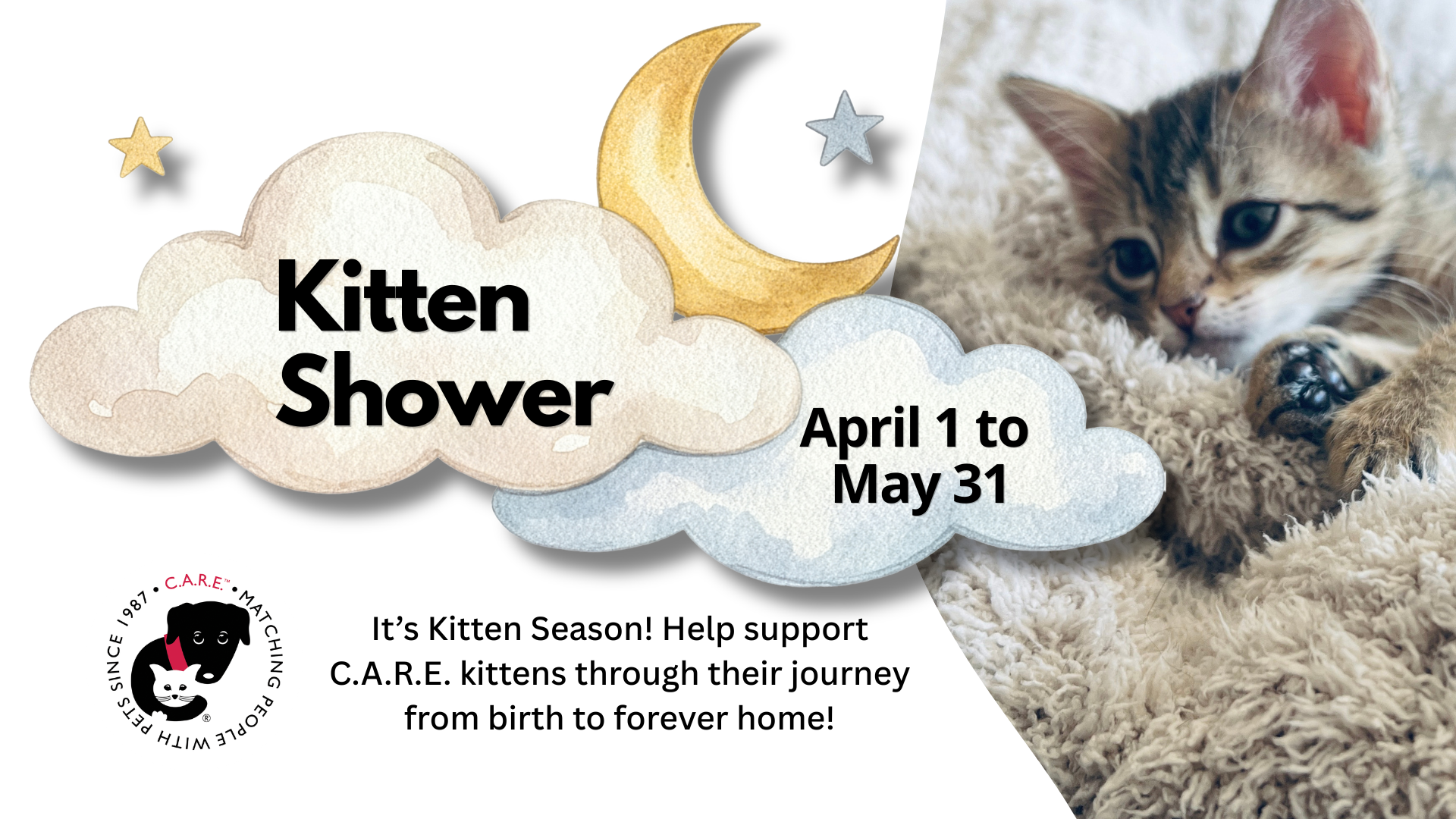 YOU'RE INVITED TO A KITTEN SHOWER! 