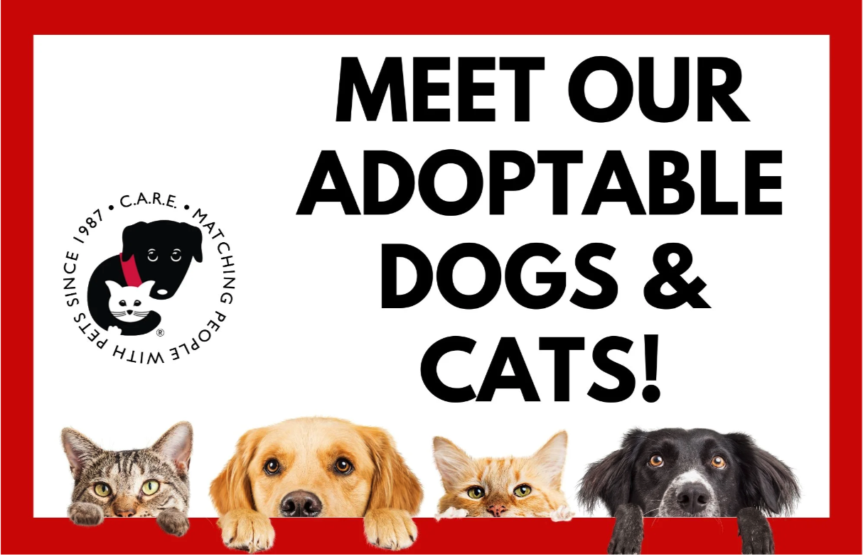 C.A.R.E. First Saturday Adoption Event at Hollywood Feed Evanston