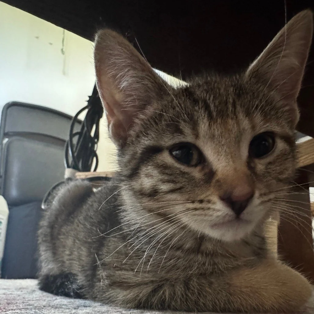 Caramel