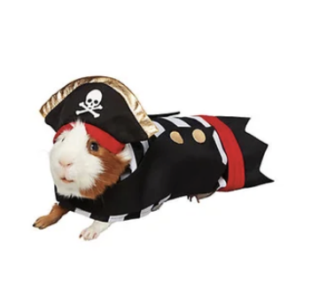 Pet Products