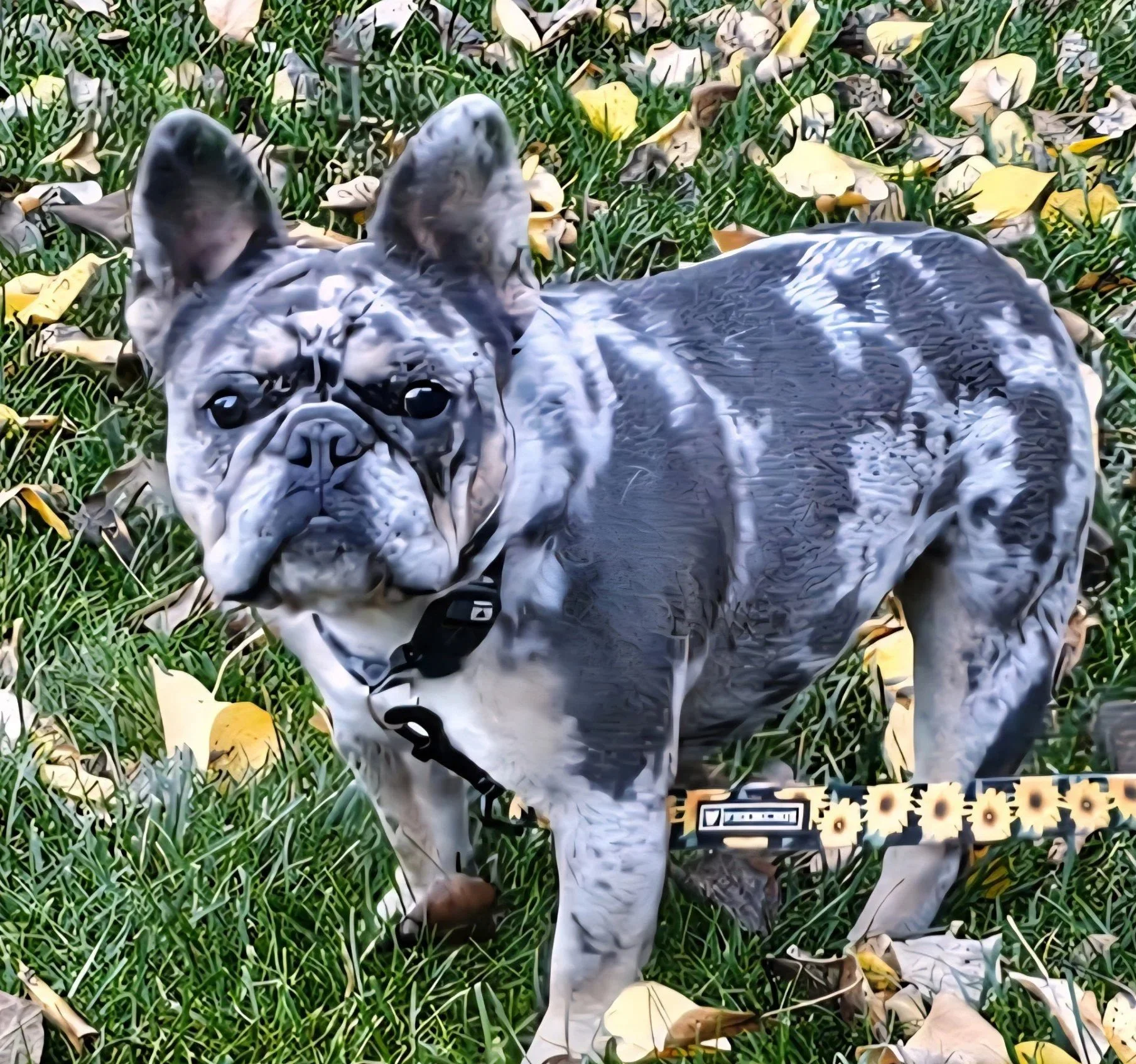 Merle French Bulldog