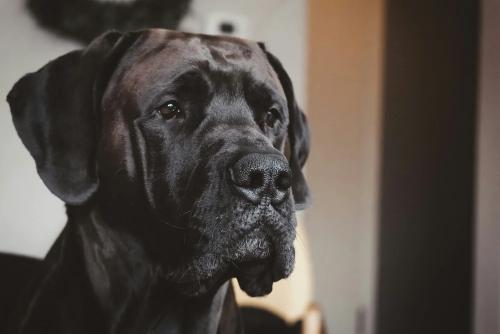 3. Mastiff