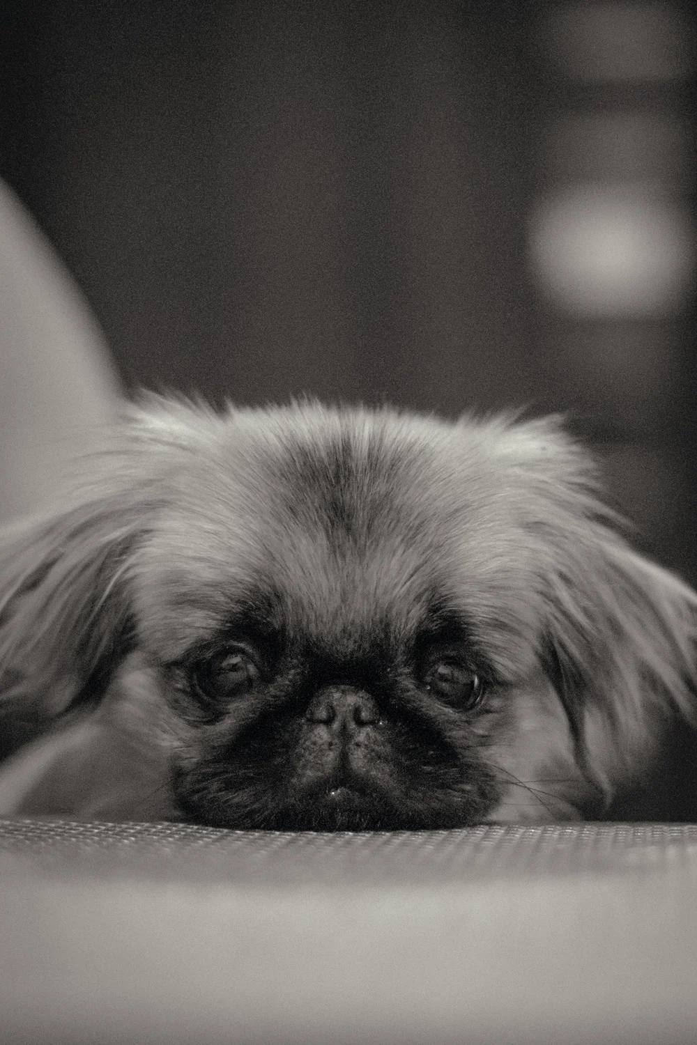5. Pekingese