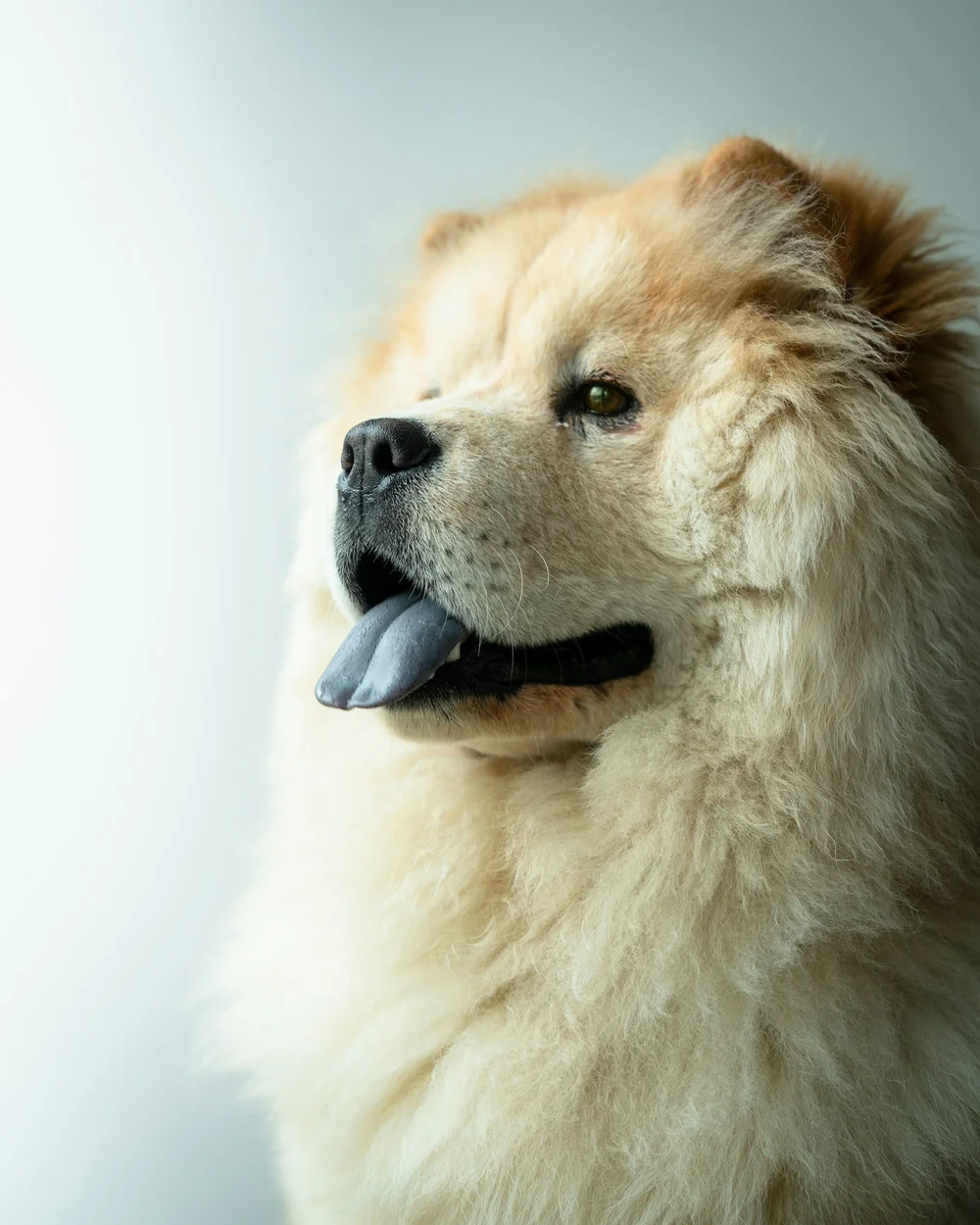 7. Chow Chow