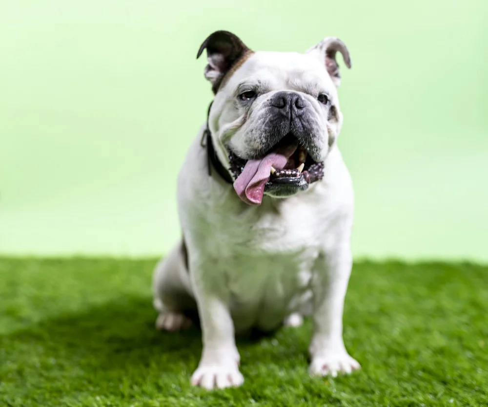 8. English Bulldog