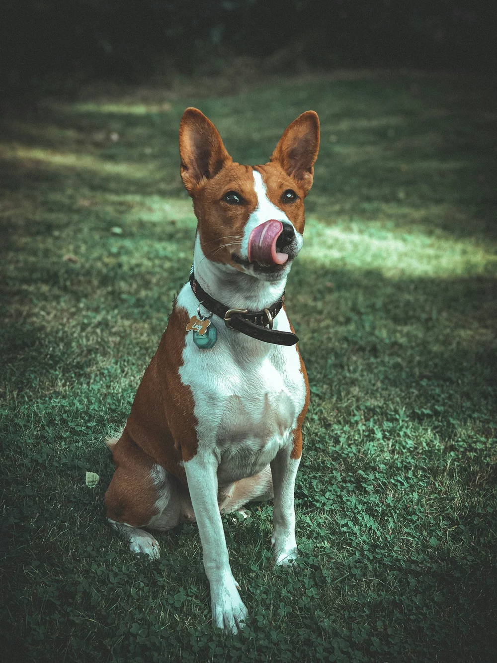 9. Basenji