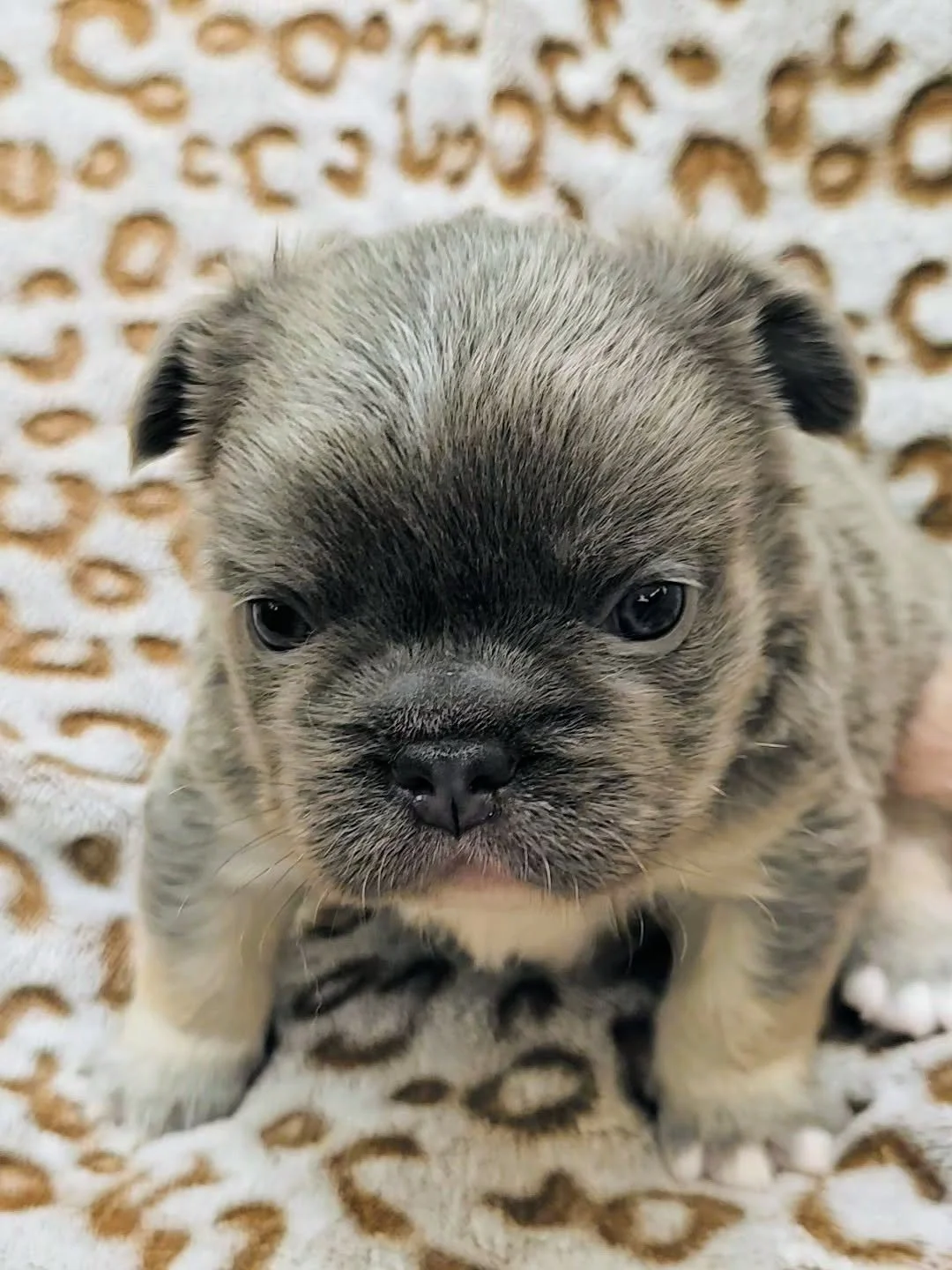 San Diego French Bulldog Puppy