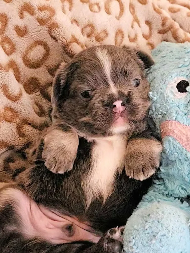Fluffy French Bulldog Puppy