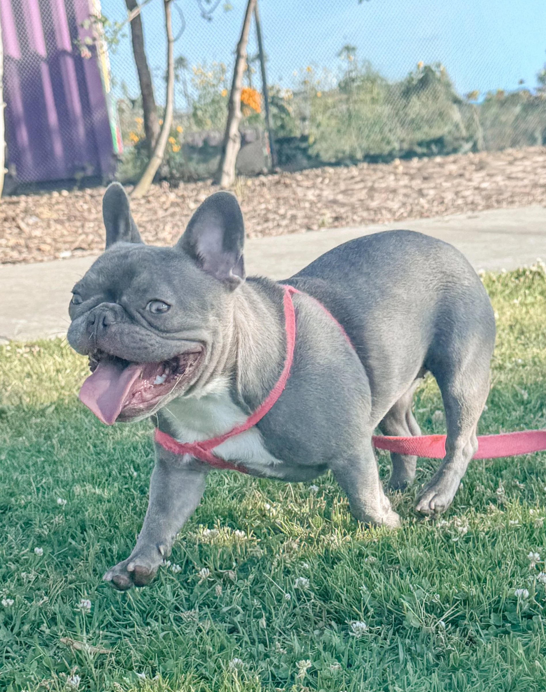 Southern California Frenchies