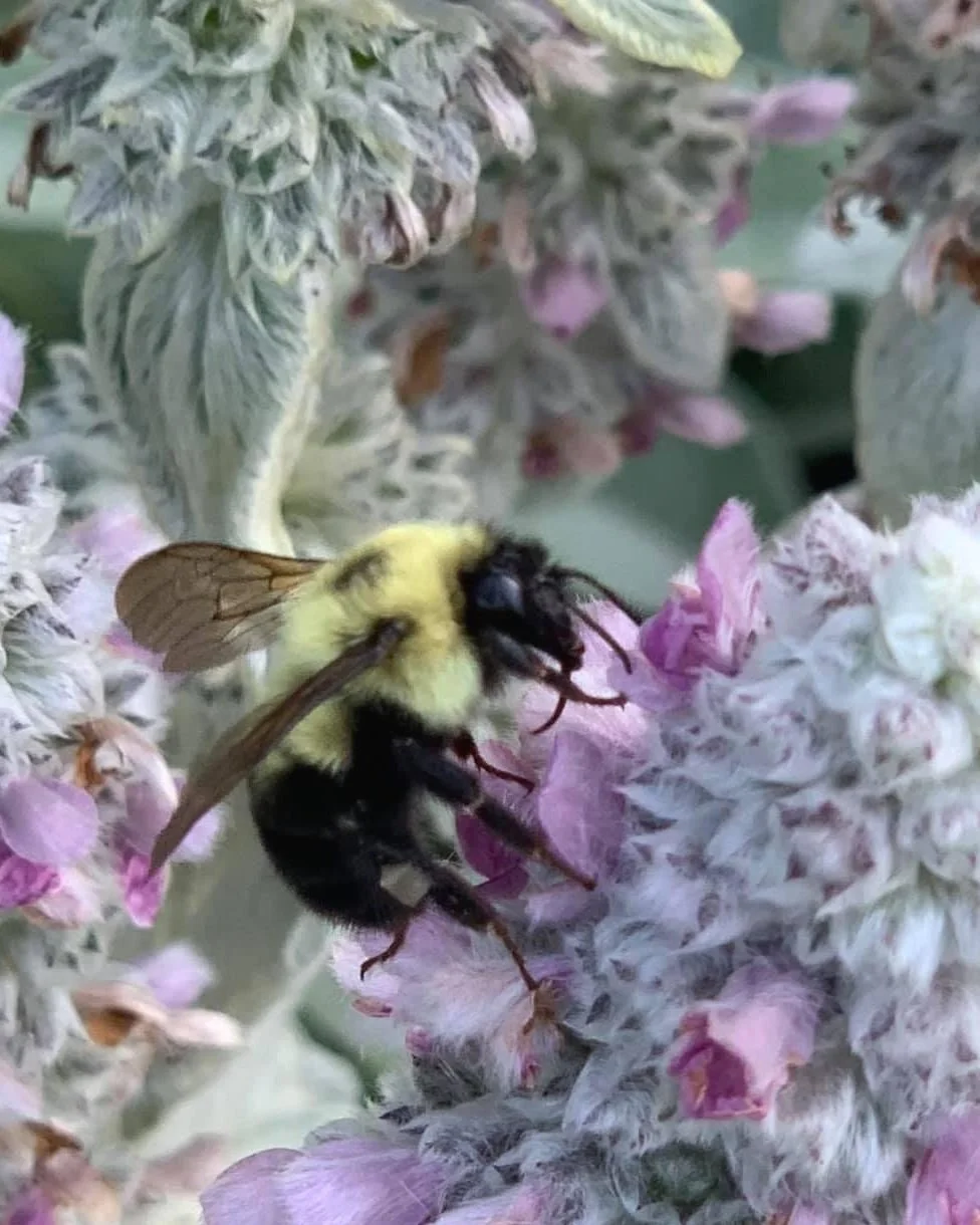 Our yard has hundreds of big, fat bees in the spring, it's amazing.