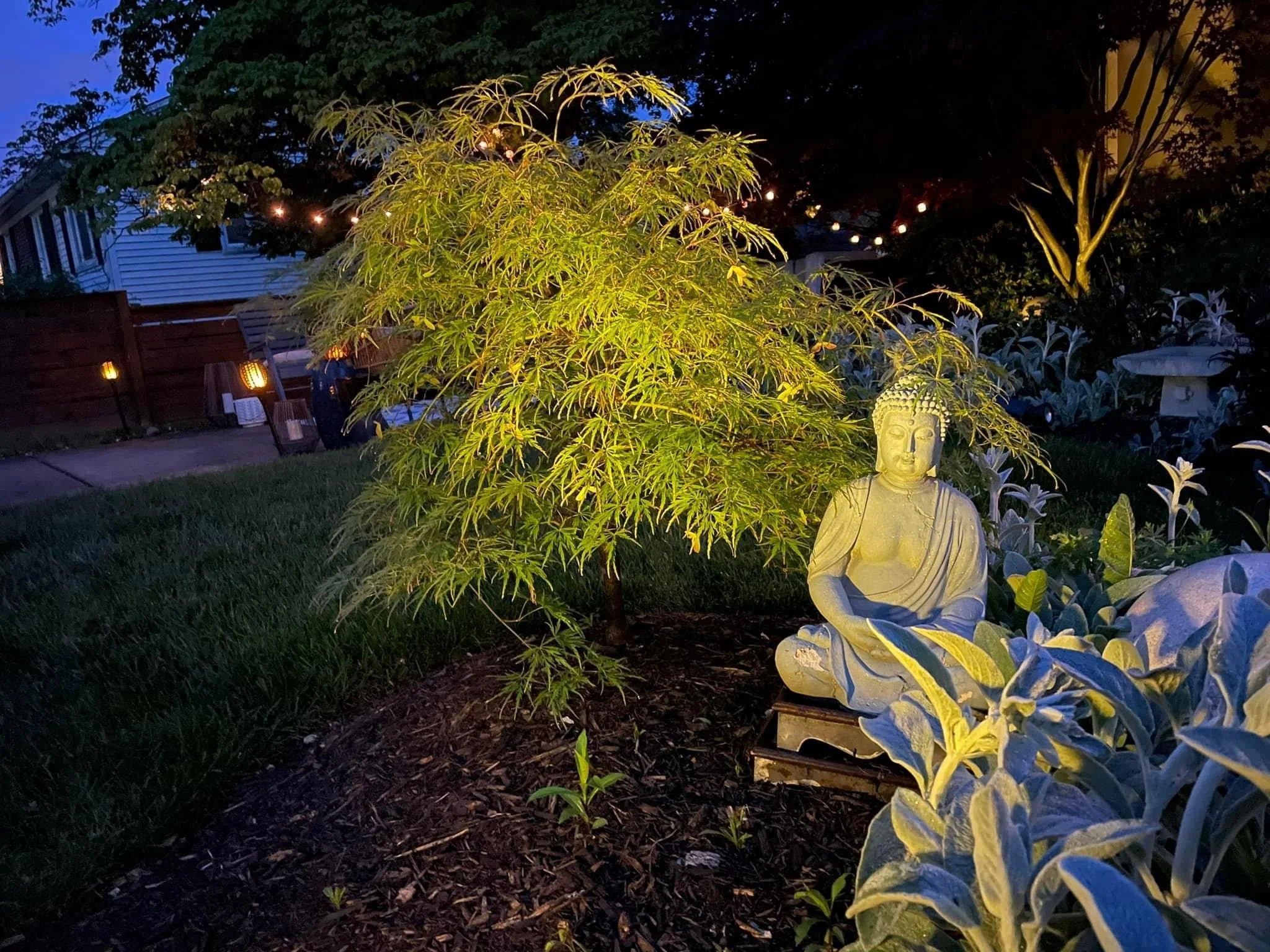 buddha at night