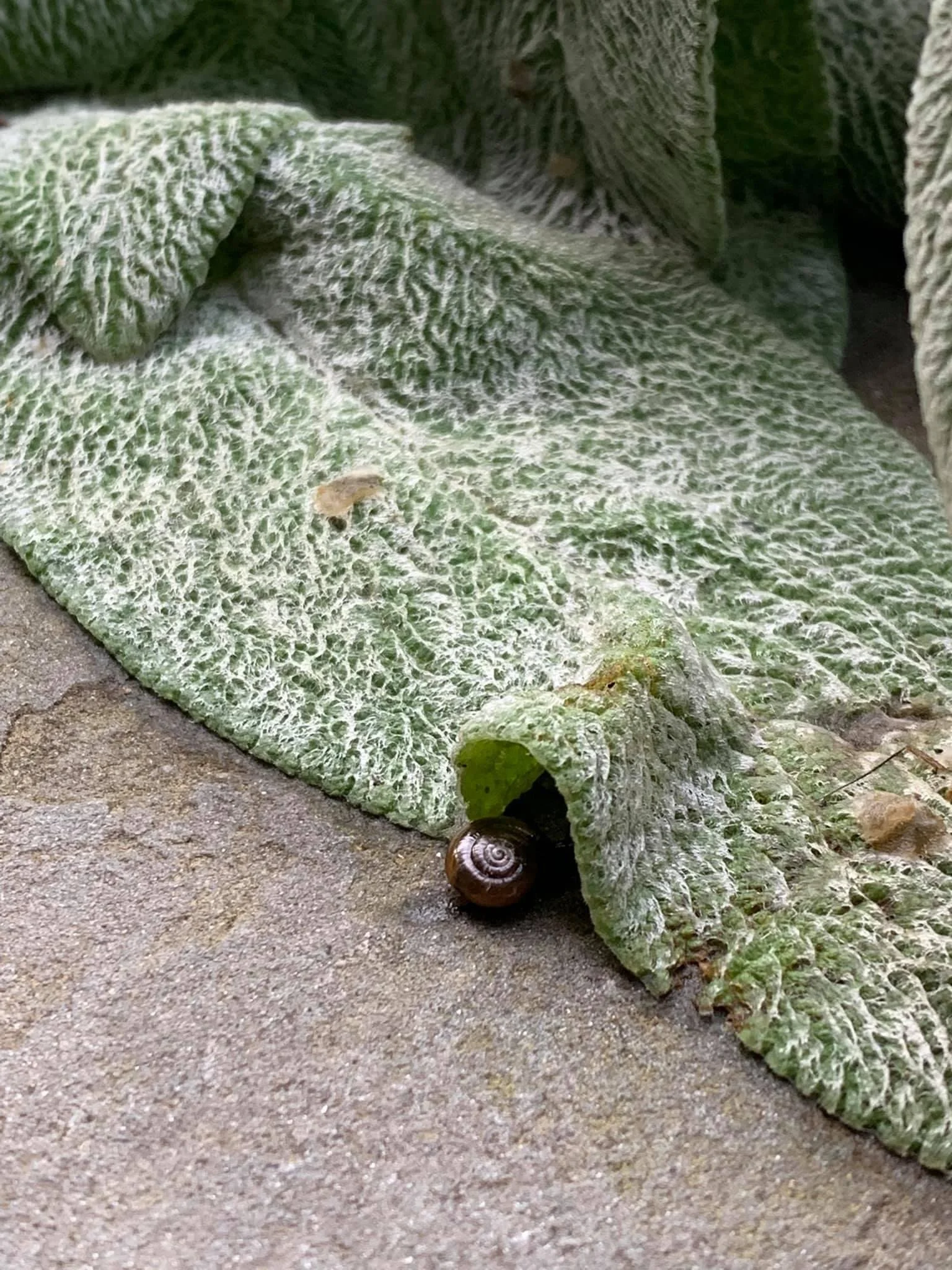 a tiny snail makes a hiding place cave out of a wrinkle in this rain-soaked lamb's ear