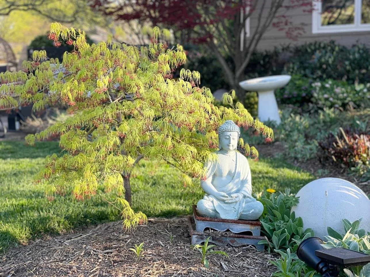buddha during the day, shaded by Yoshi II, my little Japanese maple