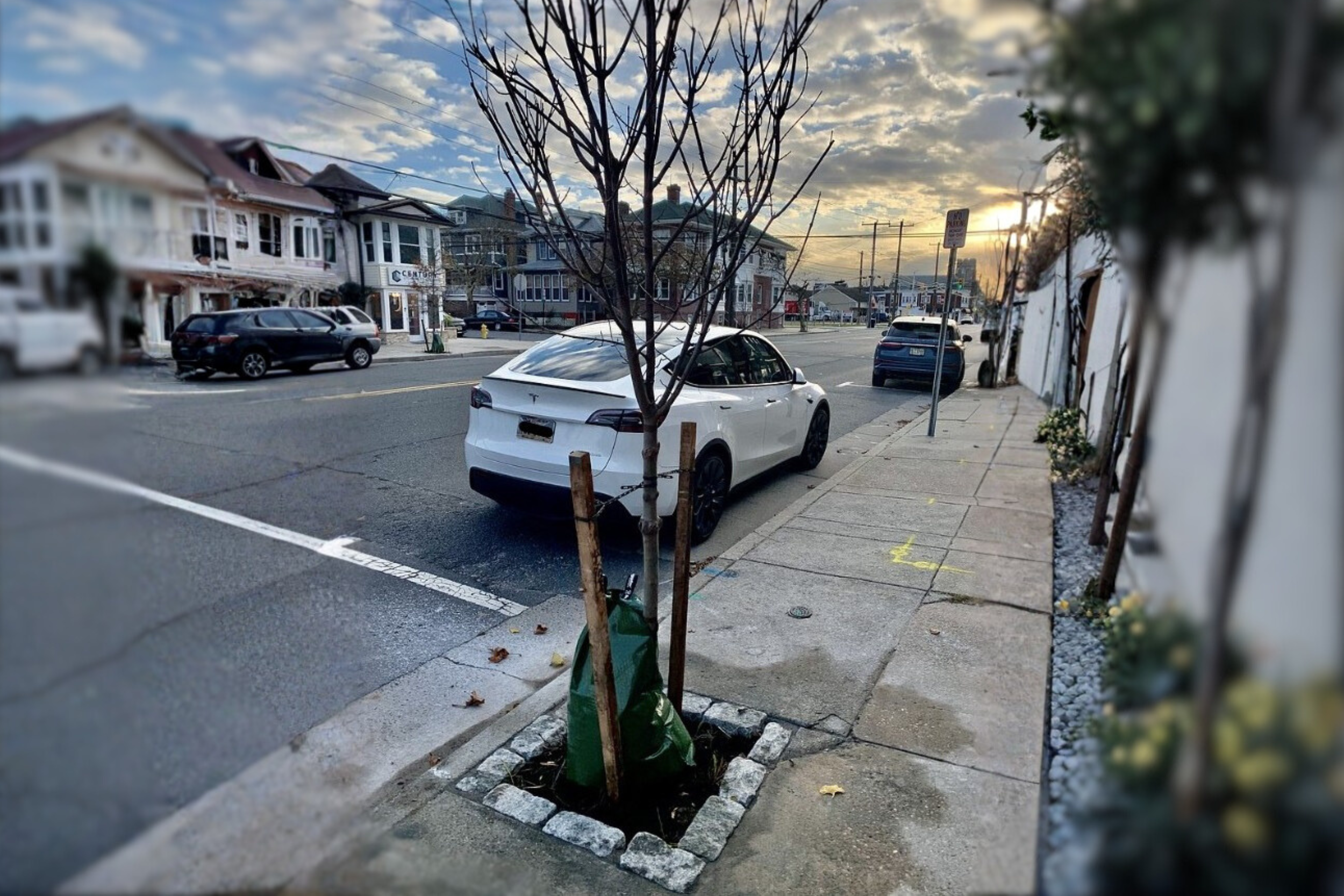 Ventnor launches a citywide tree management program focused on safety, canopy health, and long-term planning.