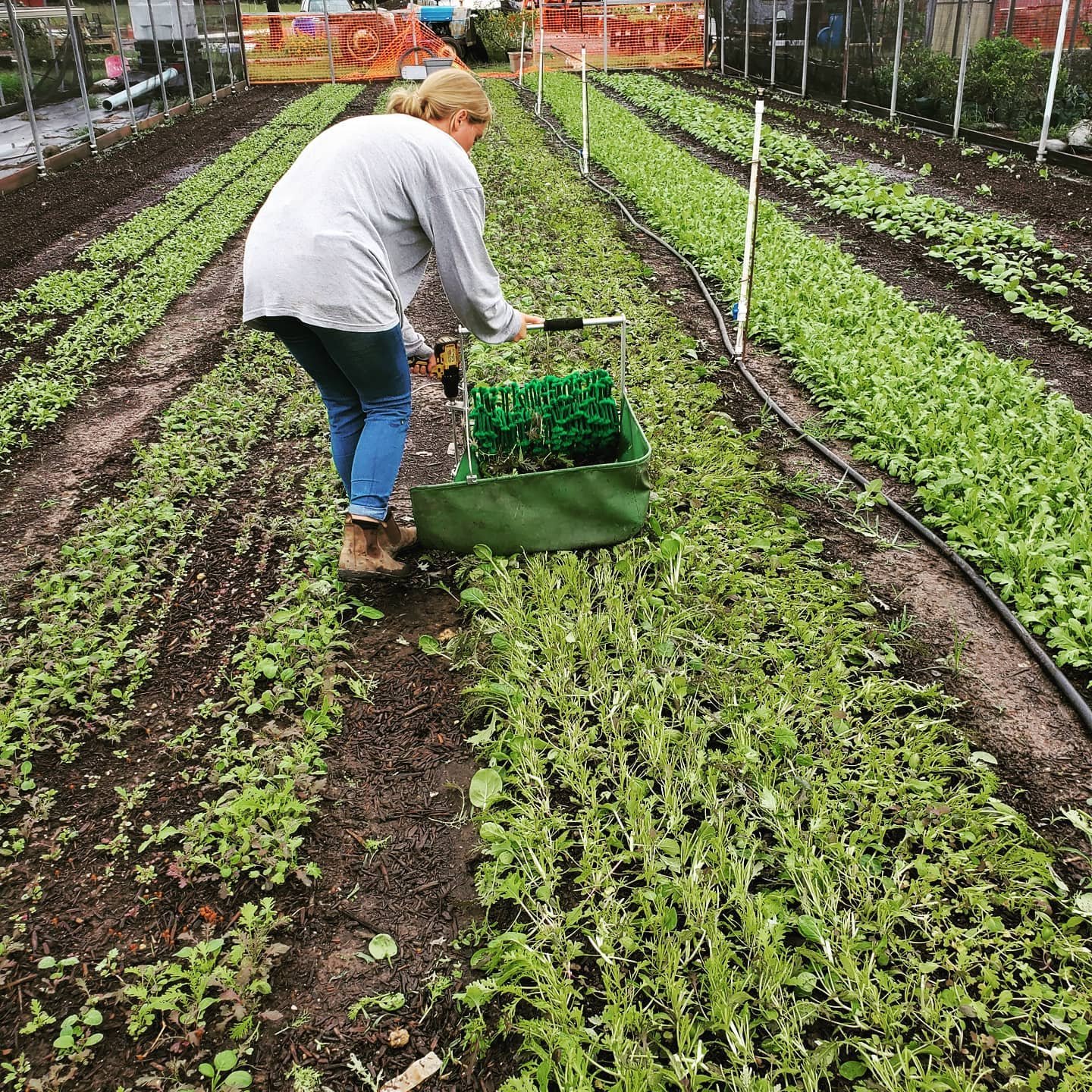 Donna's Farm Organically Grown Produce in Beaumont Texas SETX harvesting asian salad mix.png