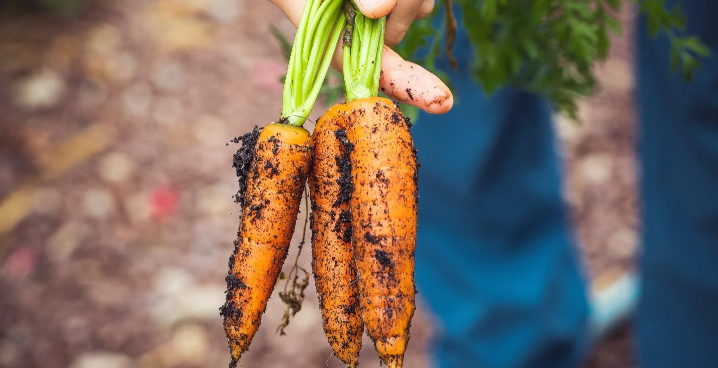 Carrots — Donna's Farm