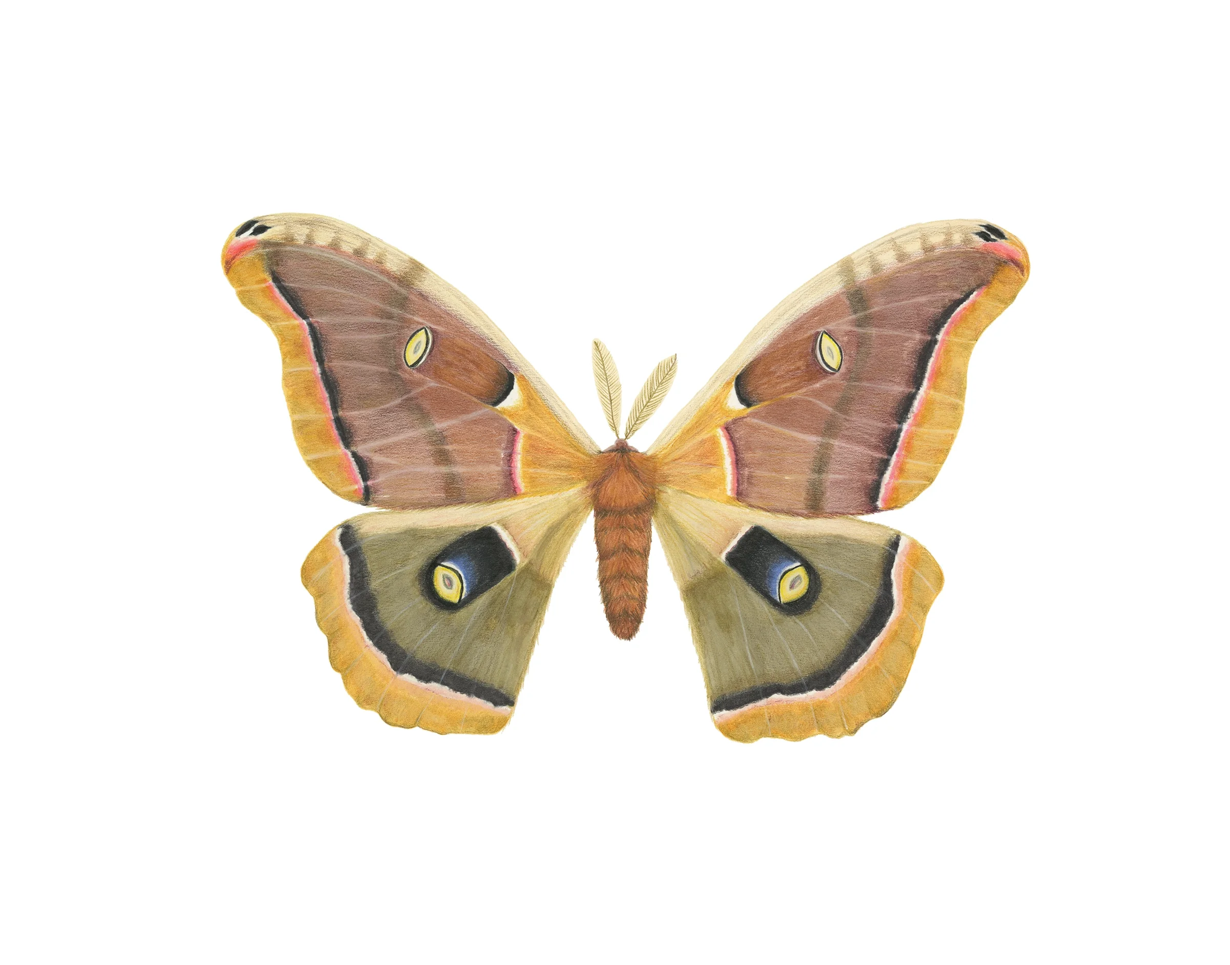 Antheraea polyphemus