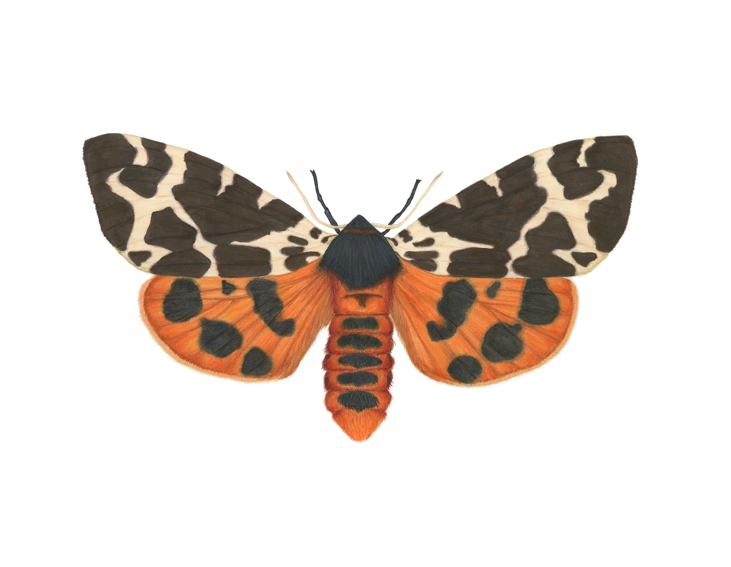 Arctia caja
