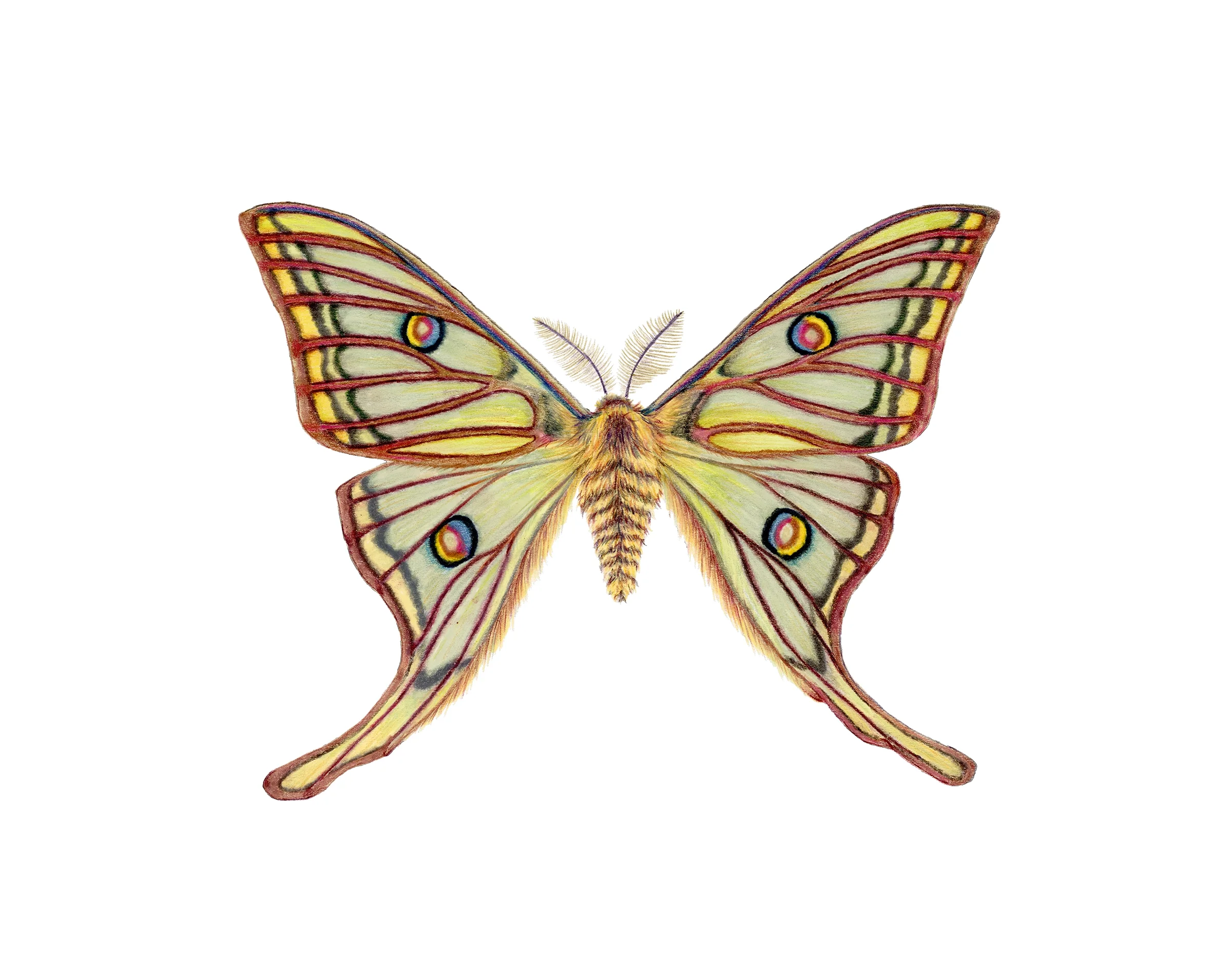 Graellsia Isabella