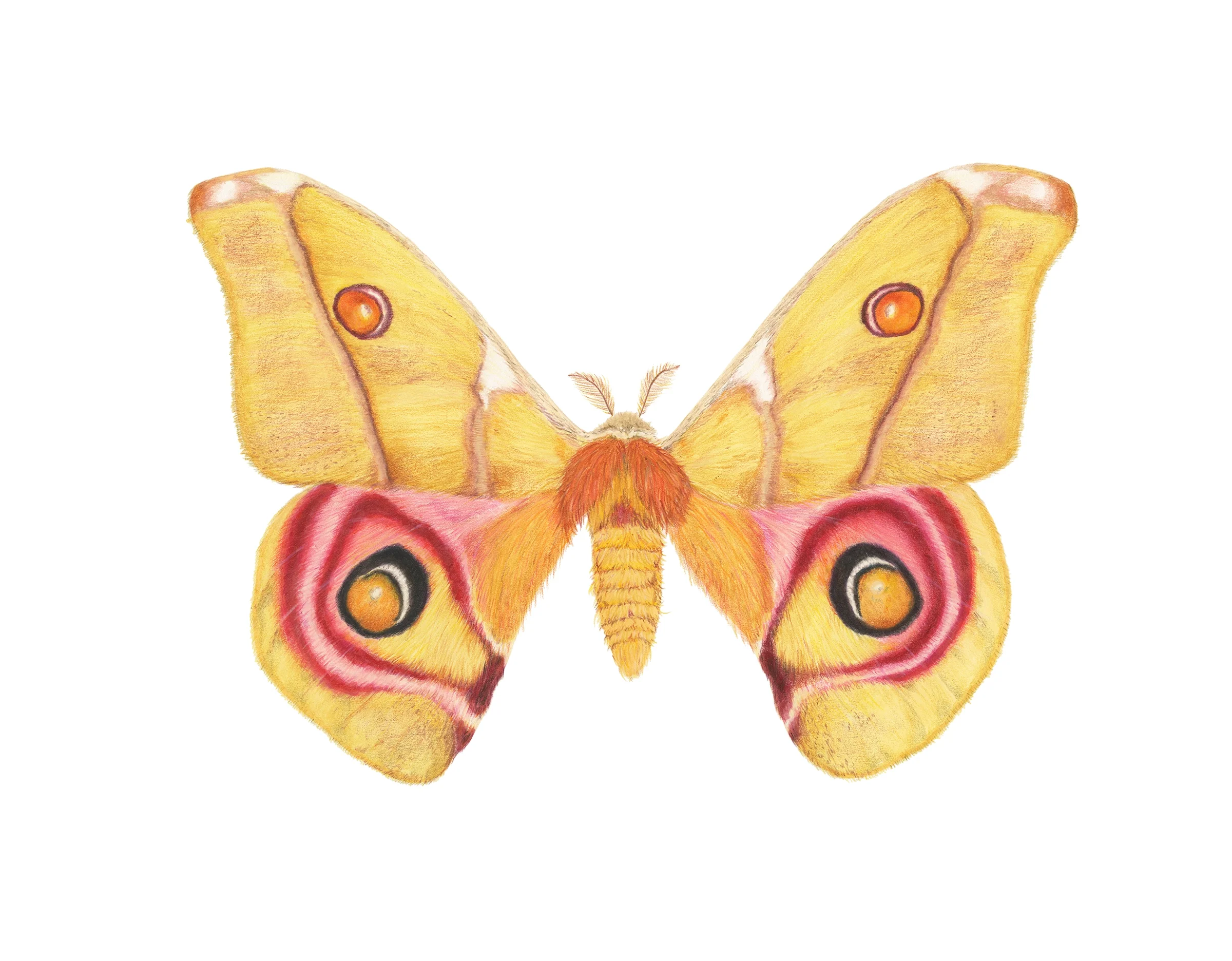 Antherina suraka