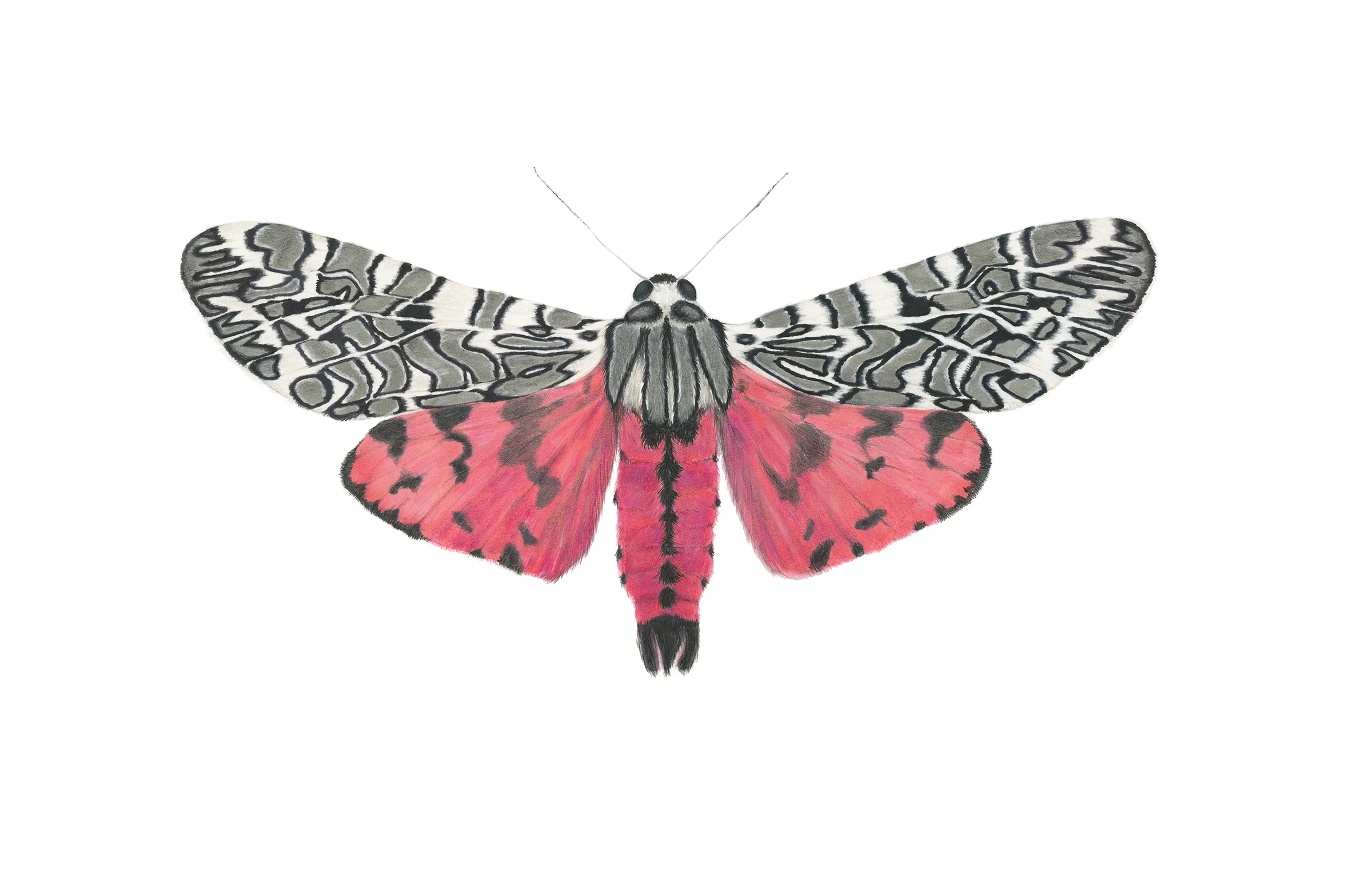 Arachnis picta