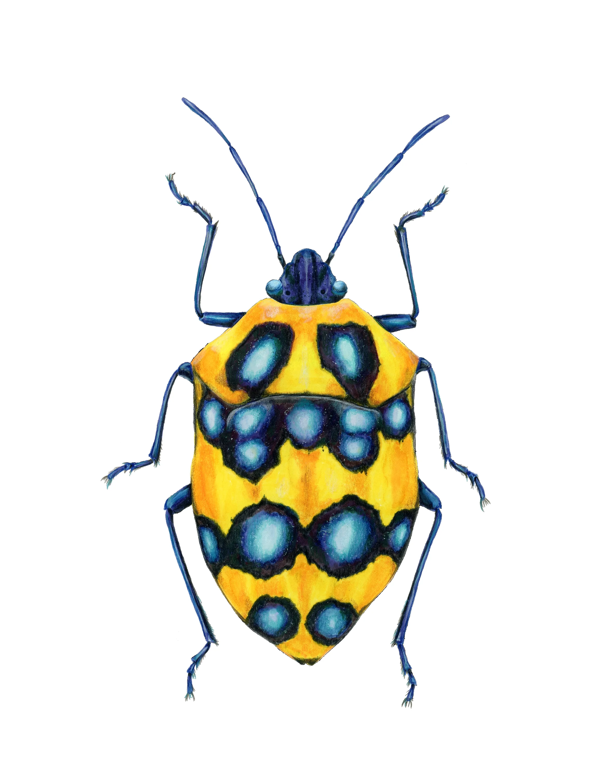 Poecilocoris druraei, 2025
Mixed media,
11"x14"