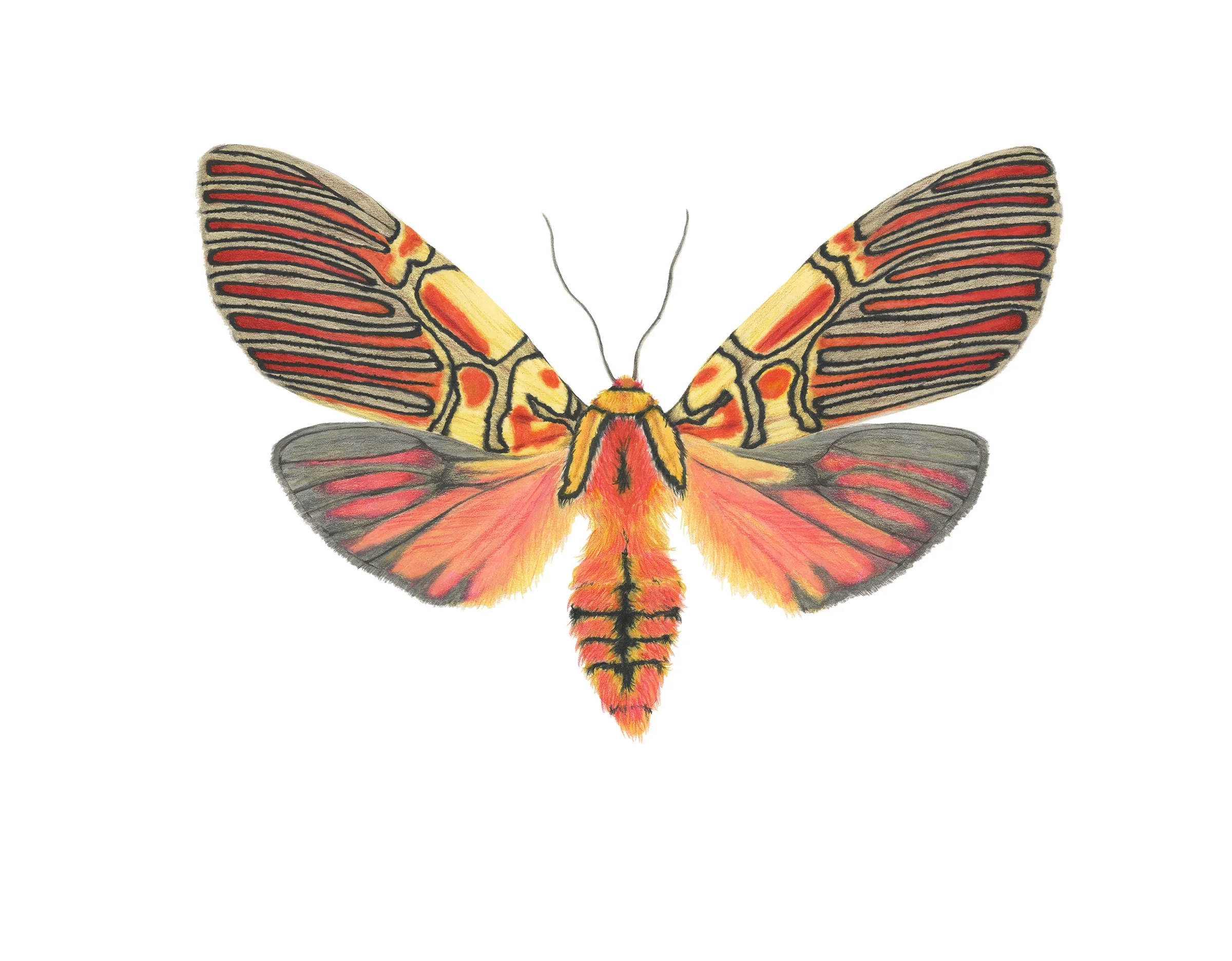 Anaxita constricta, 2025,
Mixed media,
11"x14"