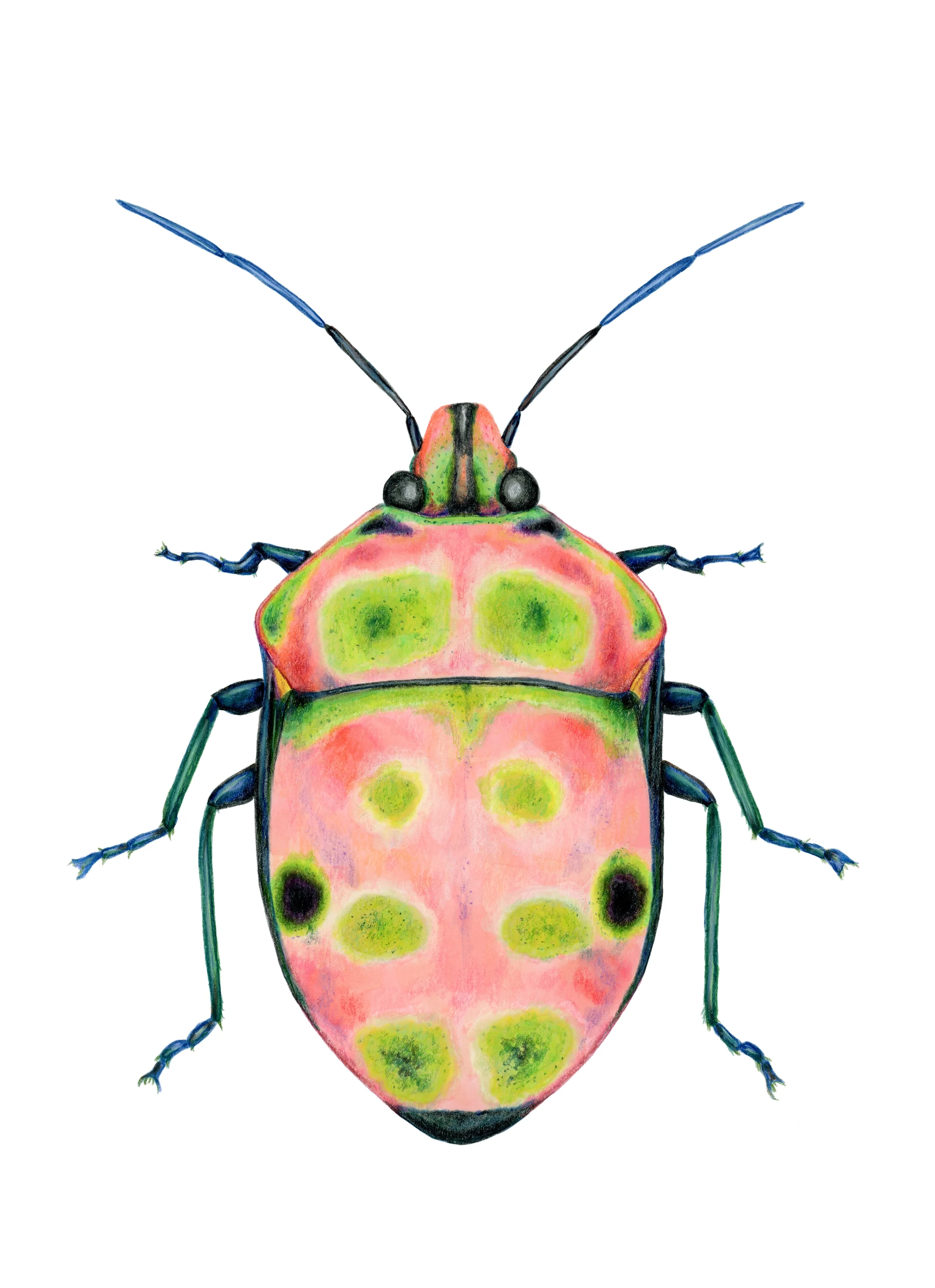 Poecilocoris rufigenis, 2025
Mixed media,
11"x14"