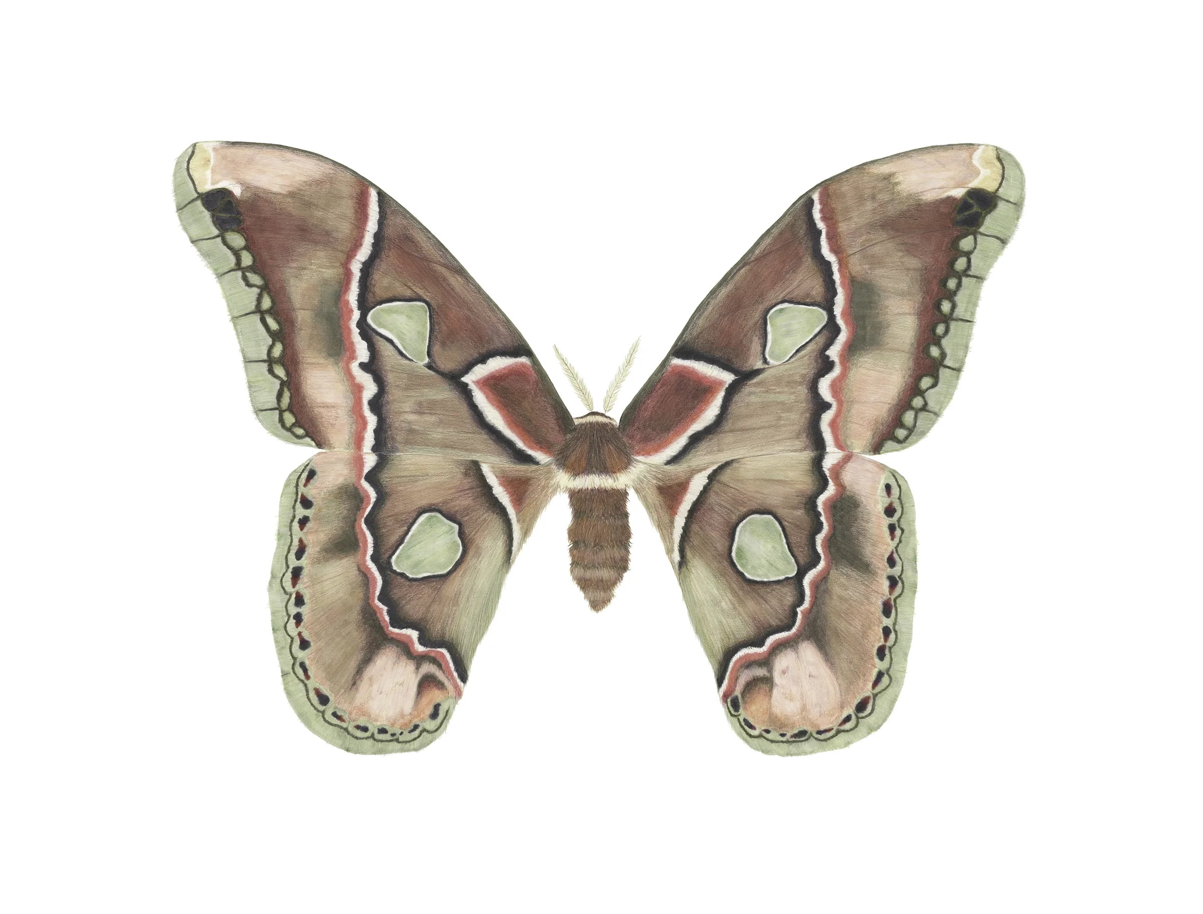 Rothschildia cincta