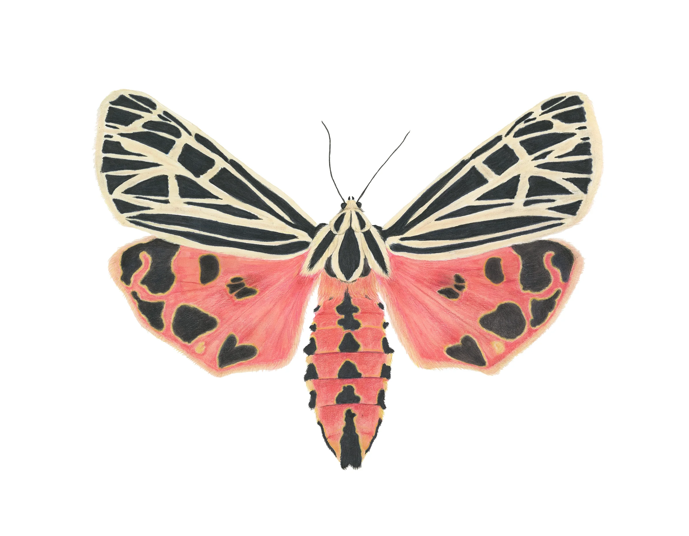 Grammia virgo