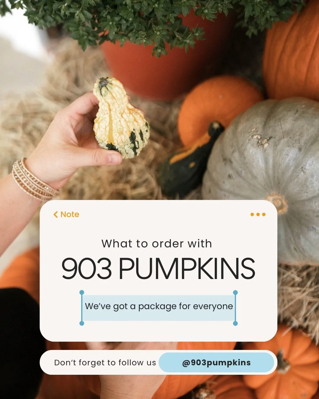 Not sure which package is right for your space? We&rsquo;ve got you! Send us a message and we&rsquo;ll help you choose the perfect size. 🎃

Comment &ldquo;PUMPKIN&rdquo; to get the packages sent directly to your inbox!