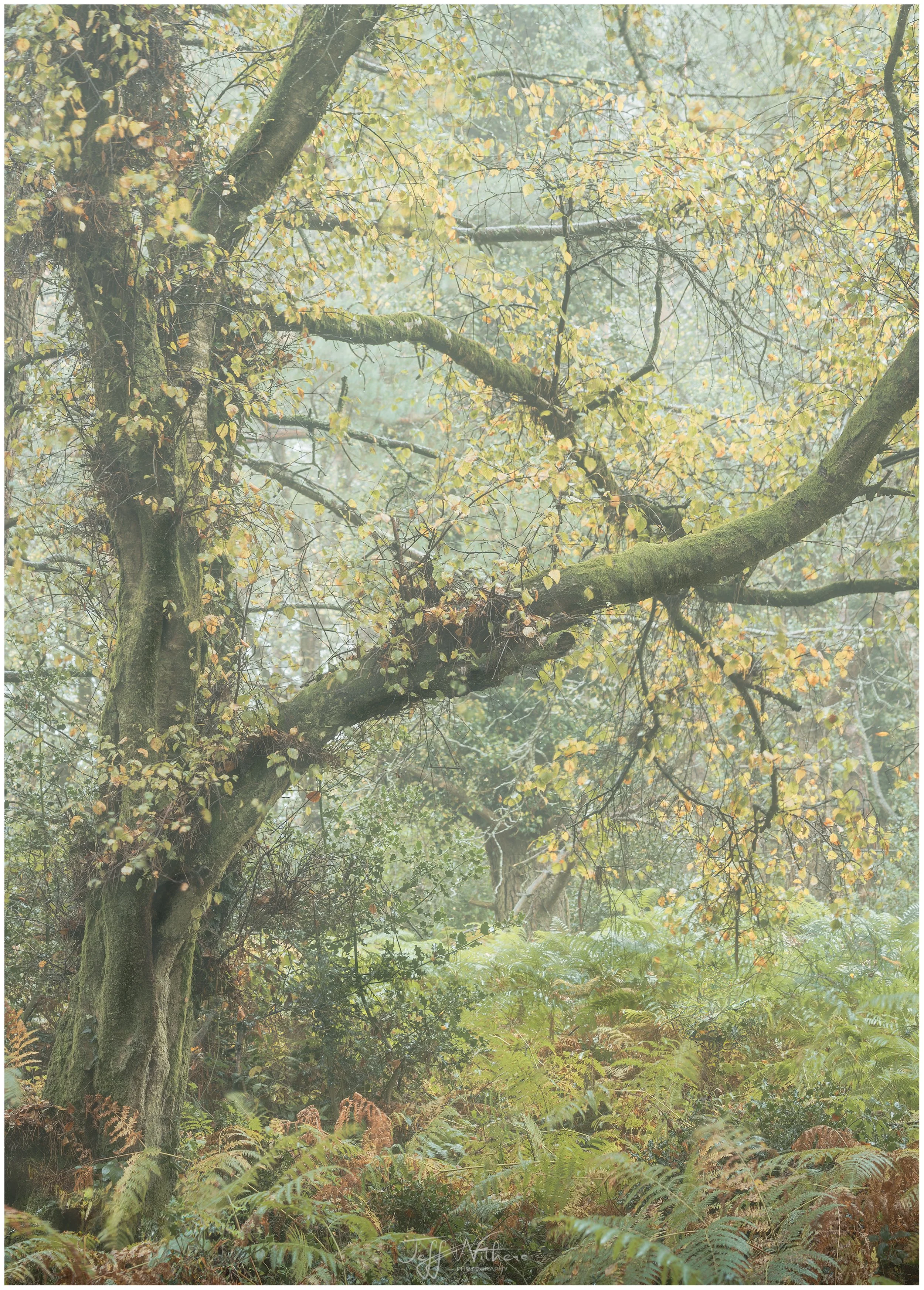 fairy tree FB_DSC7088-Pano-Edit.jpg