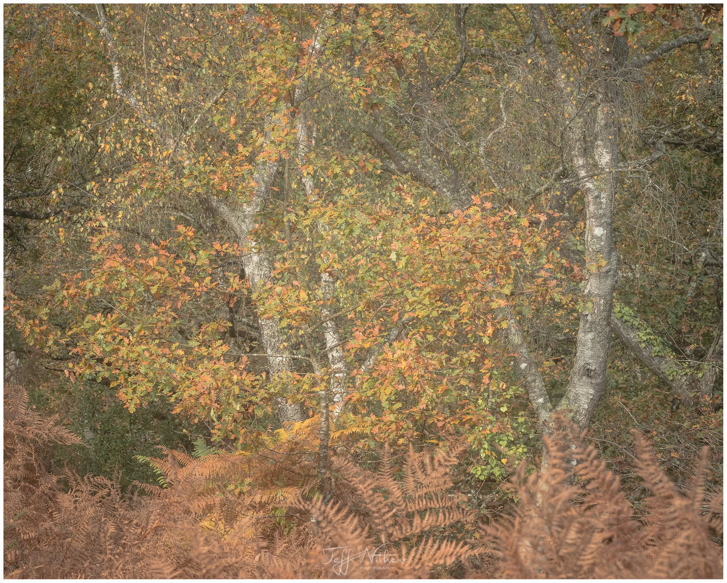 abstract birch FB_DSC7202.jpg