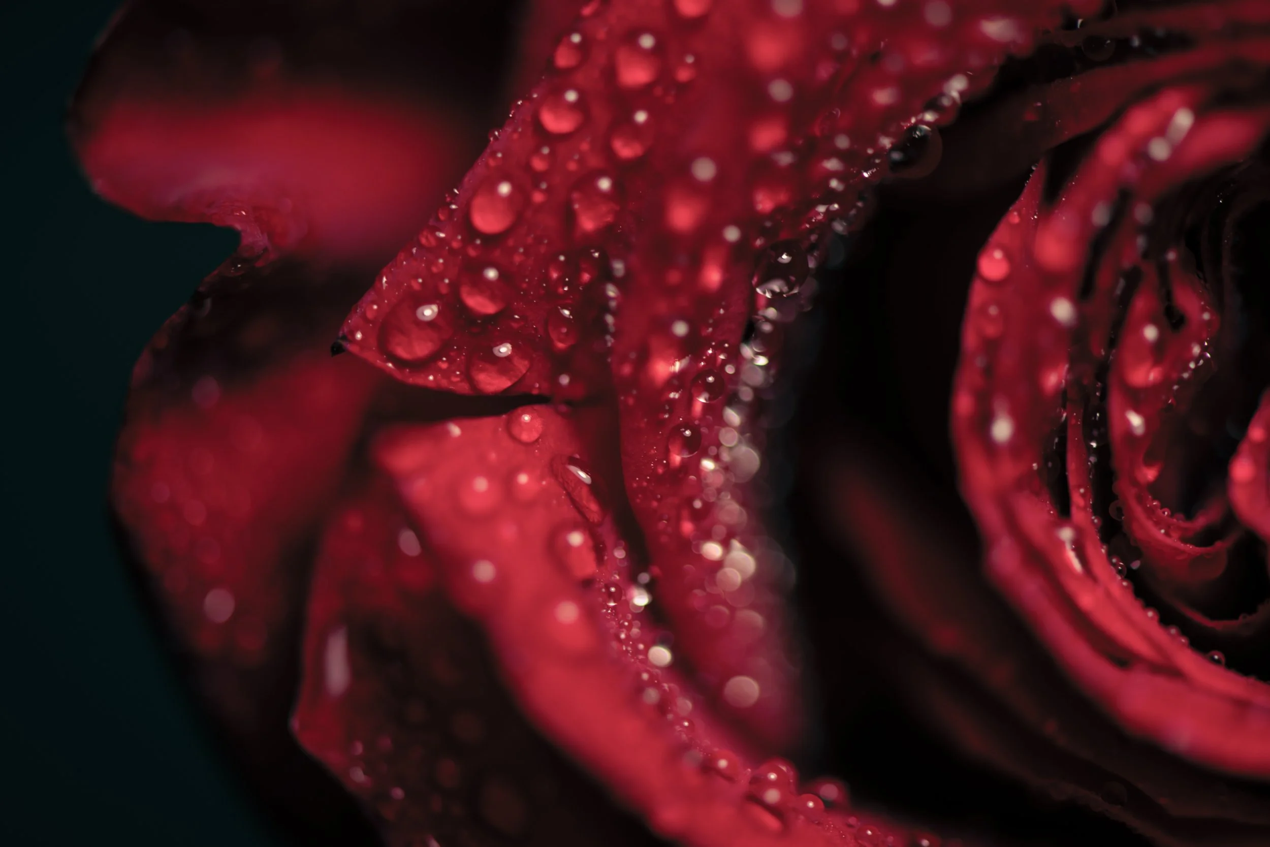 LeiLani_ink_ (87).jpg