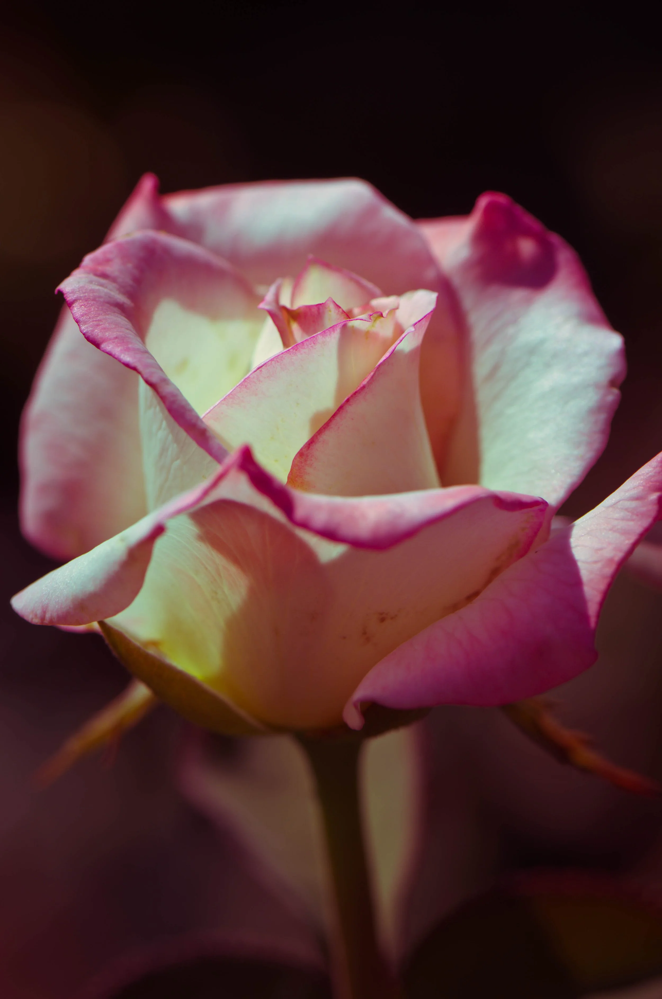 LeiLani-Ink Photography-9072.jpg