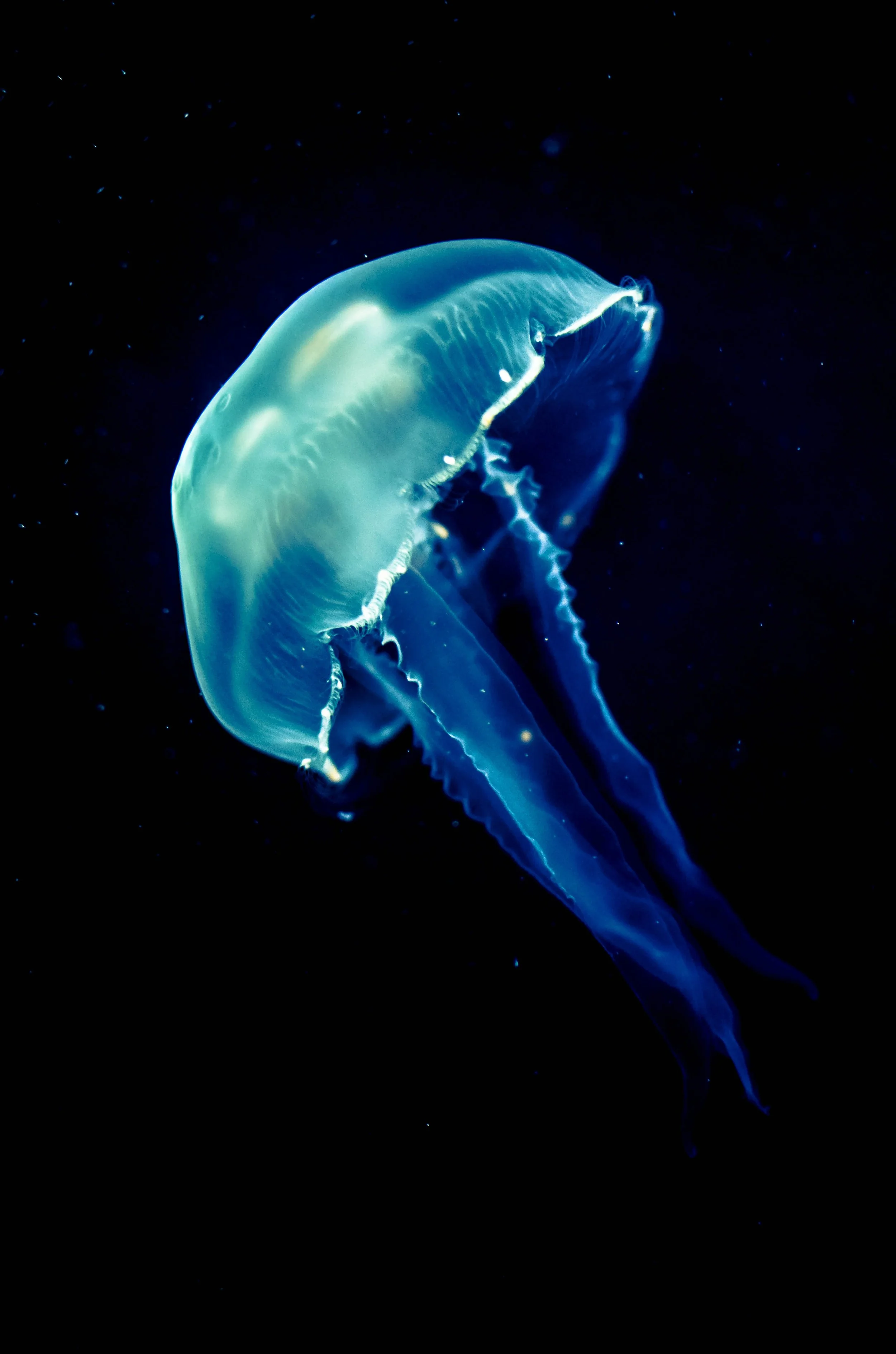 LeiLani-Ink Photography-0139.JPG