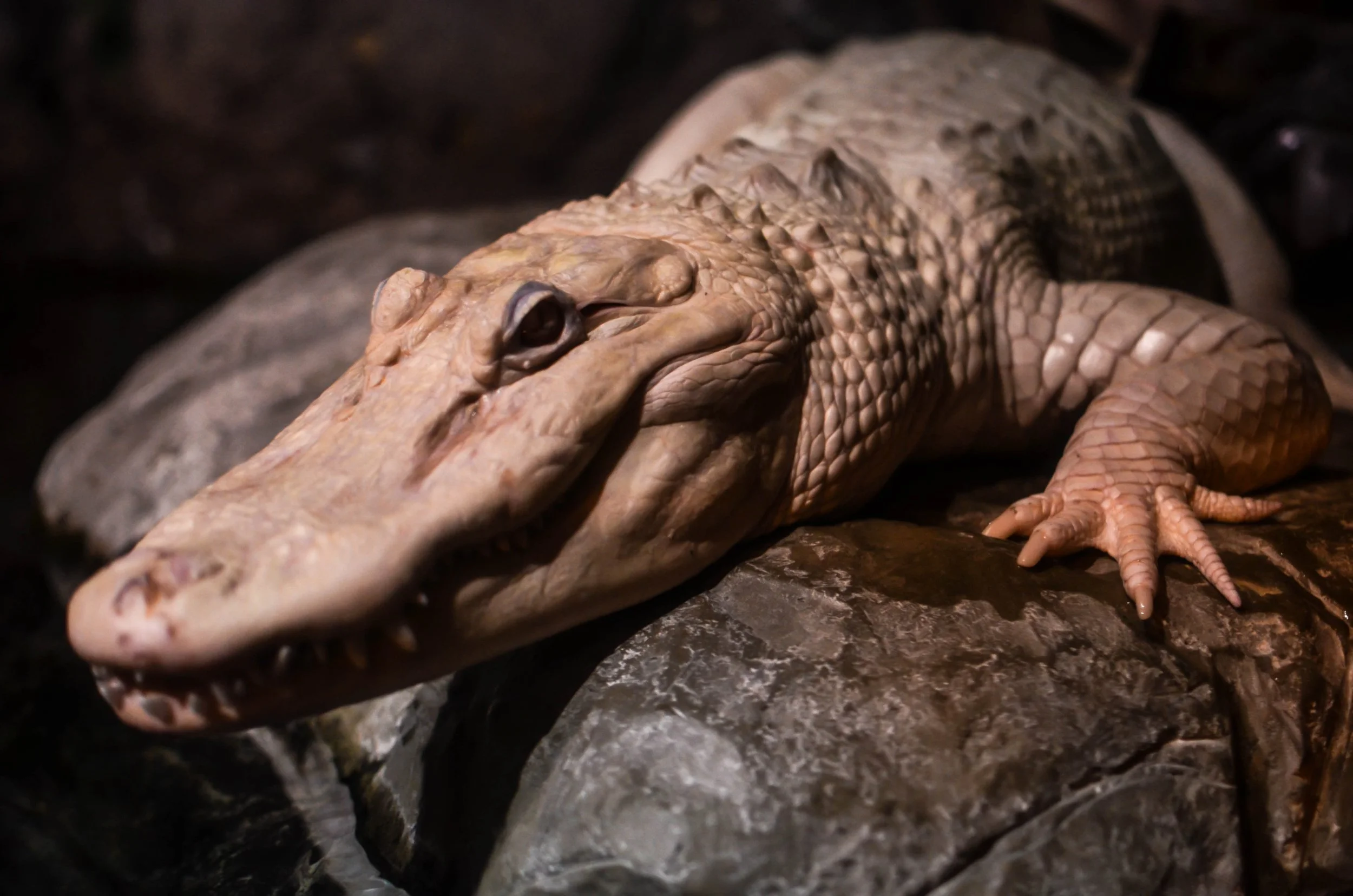 LeiLani-Ink Photography-0597.JPG