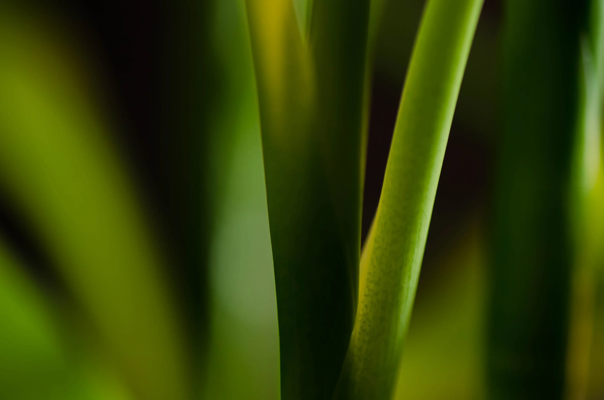 LeiLani-Ink Photography-6331.jpg