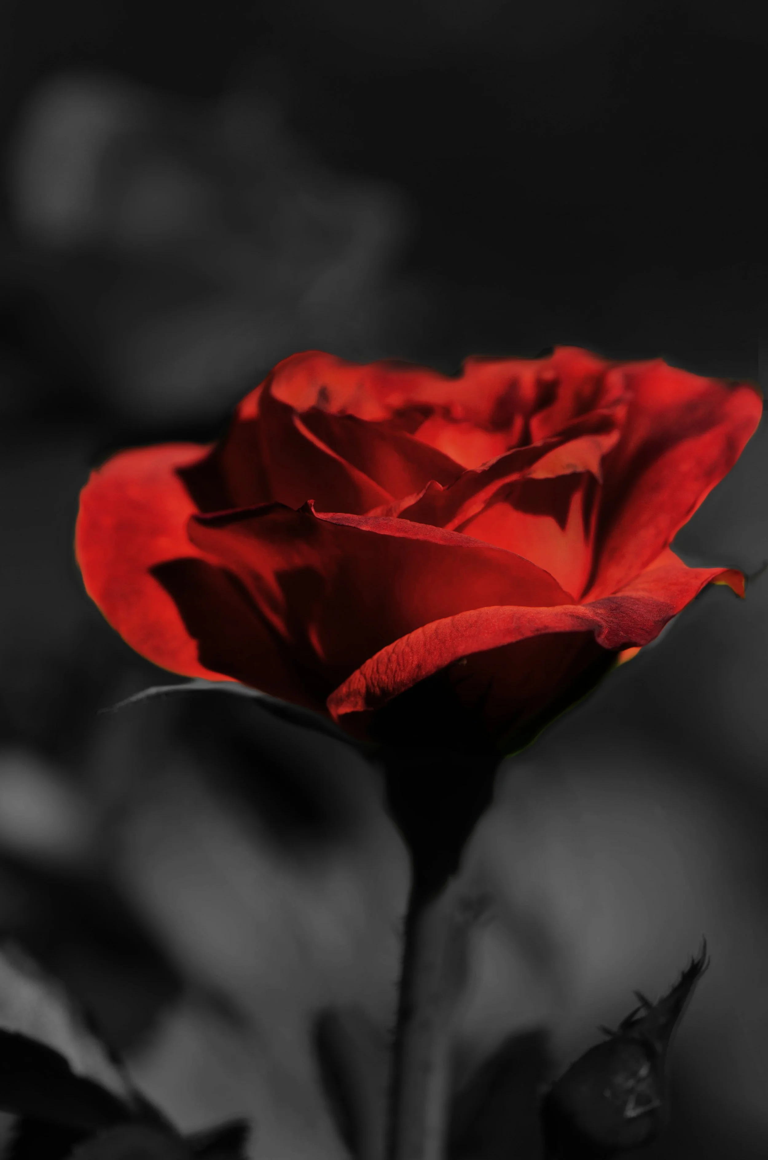 LeiLani-Ink Photography-90592.jpg