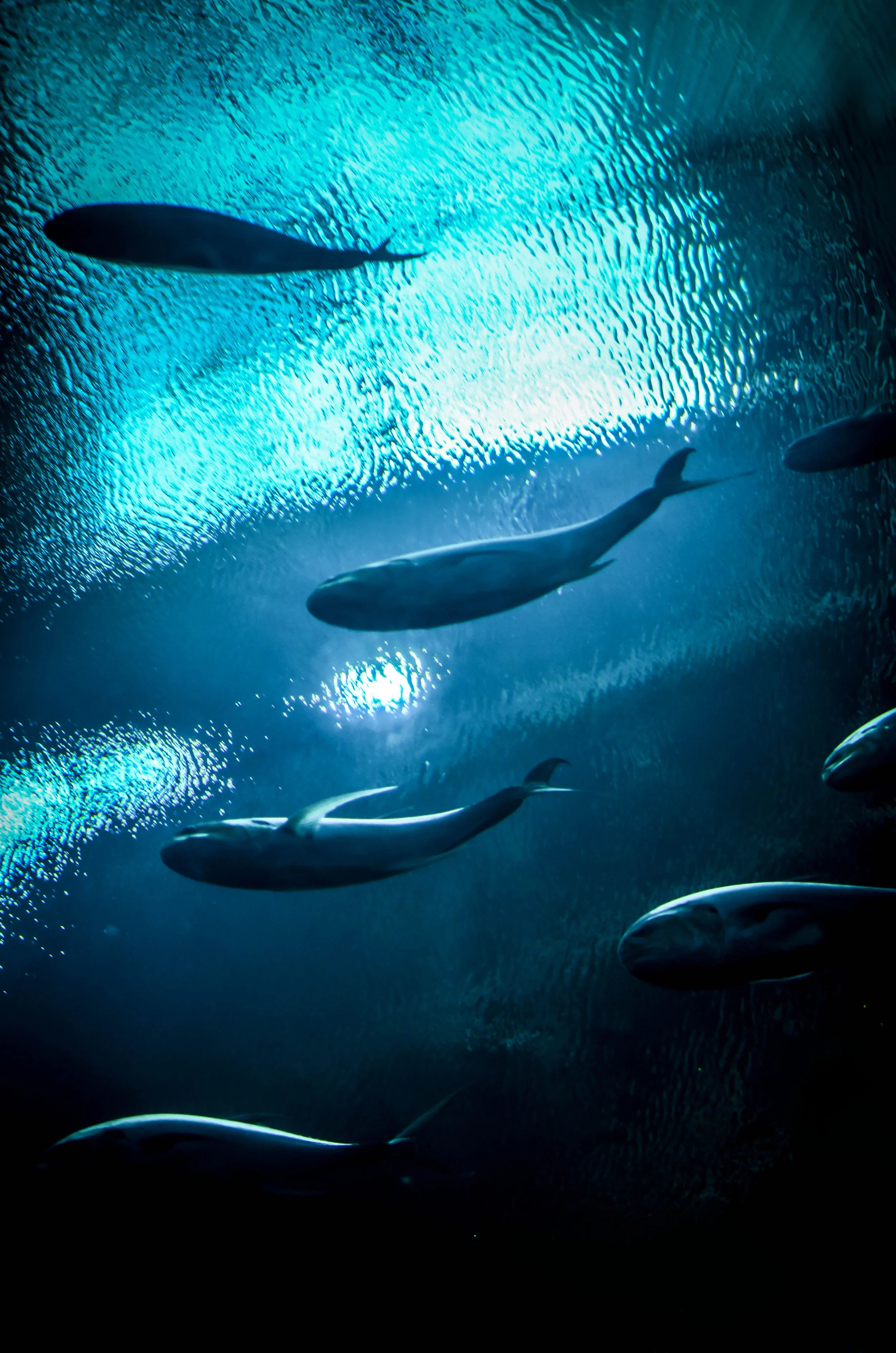 LeiLani-Ink Photography-0232.JPG