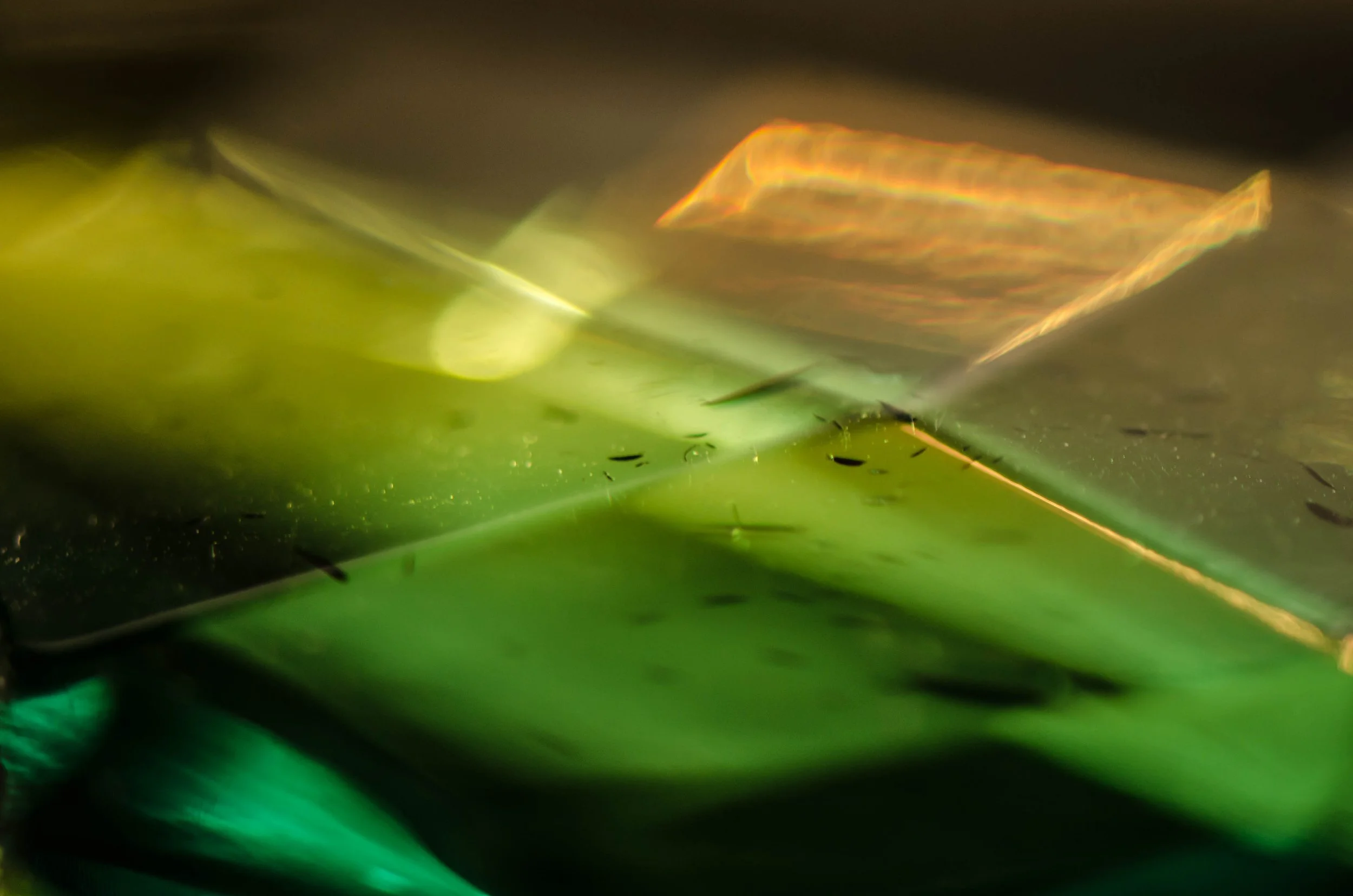 LeiLani-Ink Photography-6402.jpg