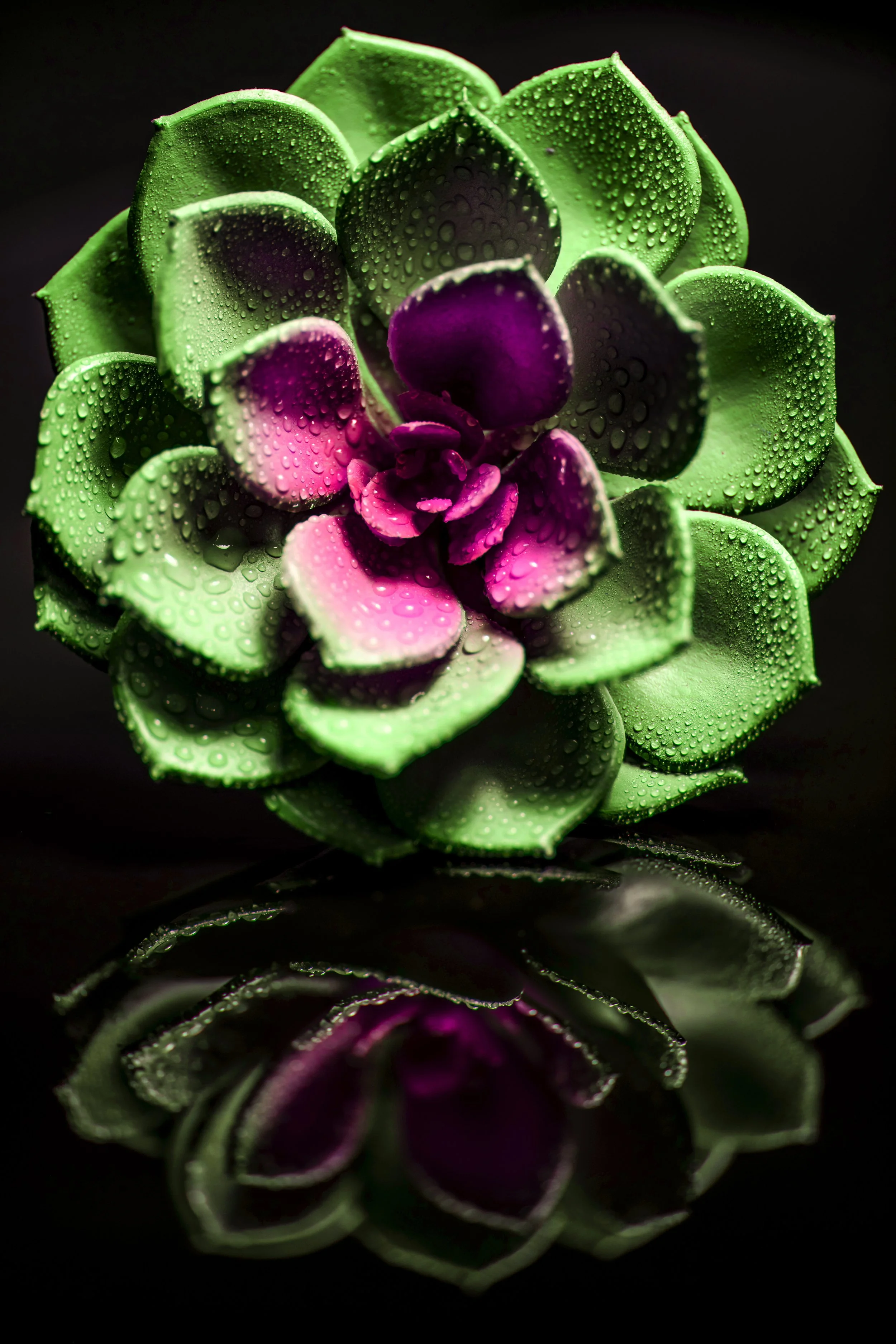 LeiLani_ink_ (104).jpg