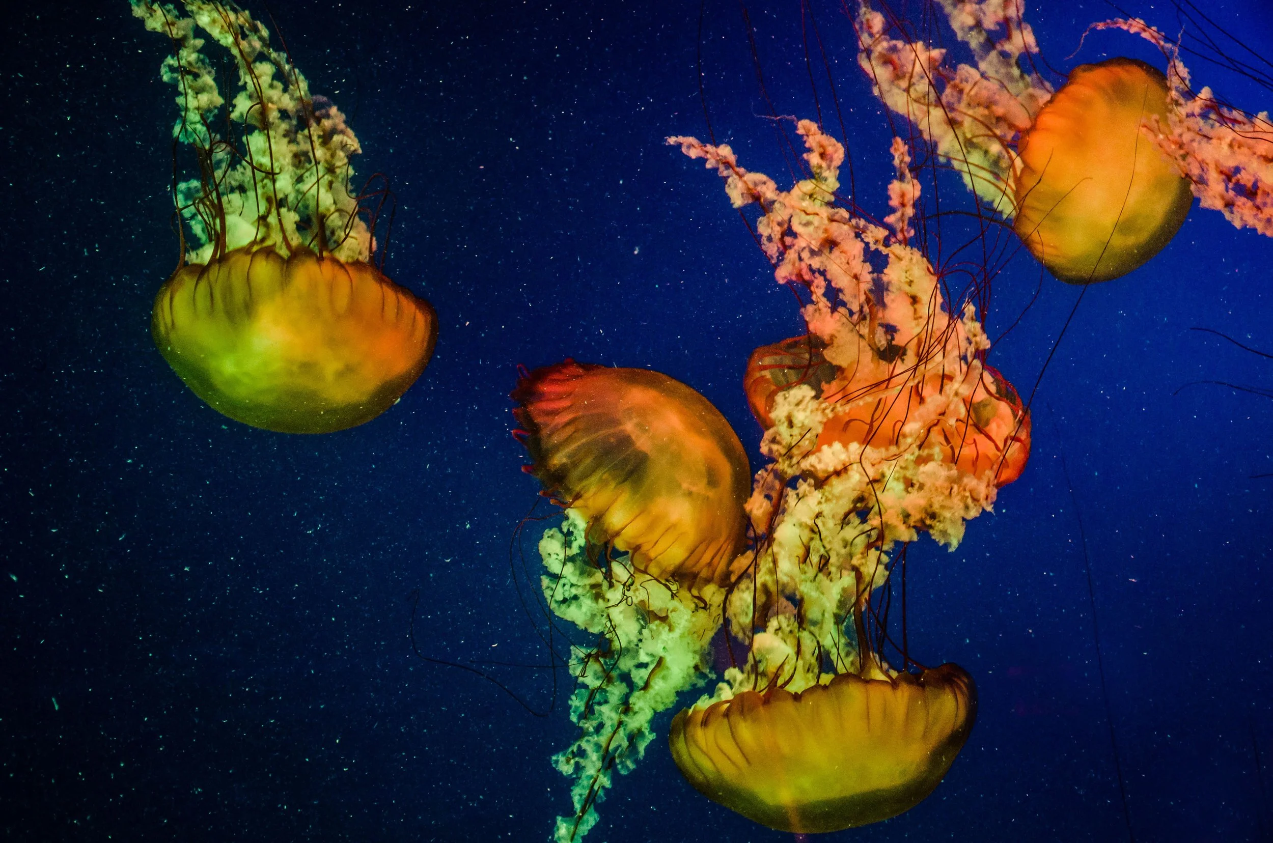 LeiLani-Ink Photography-8689.jpg