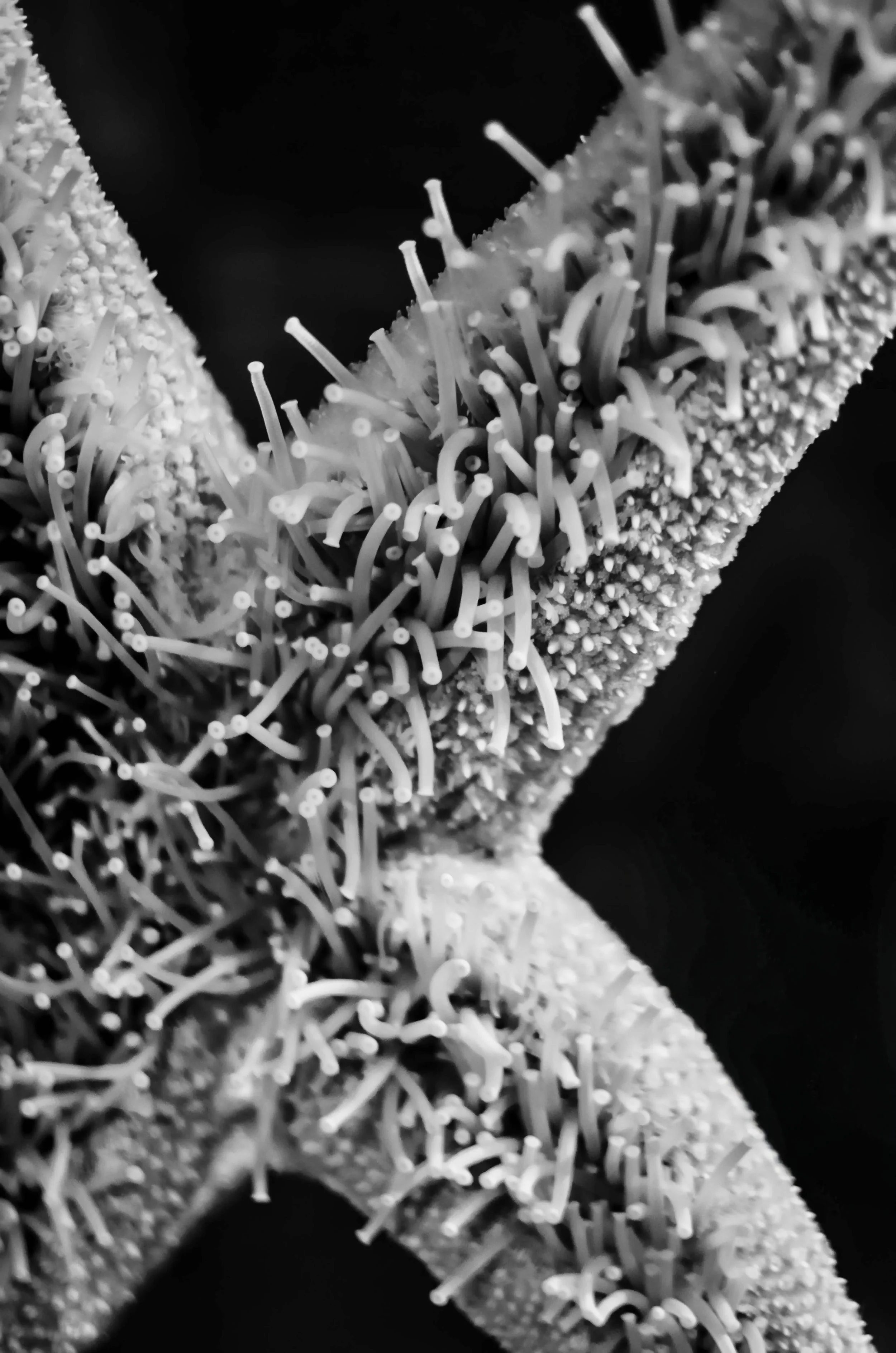 LeiLani-Ink Photography-0478.JPG